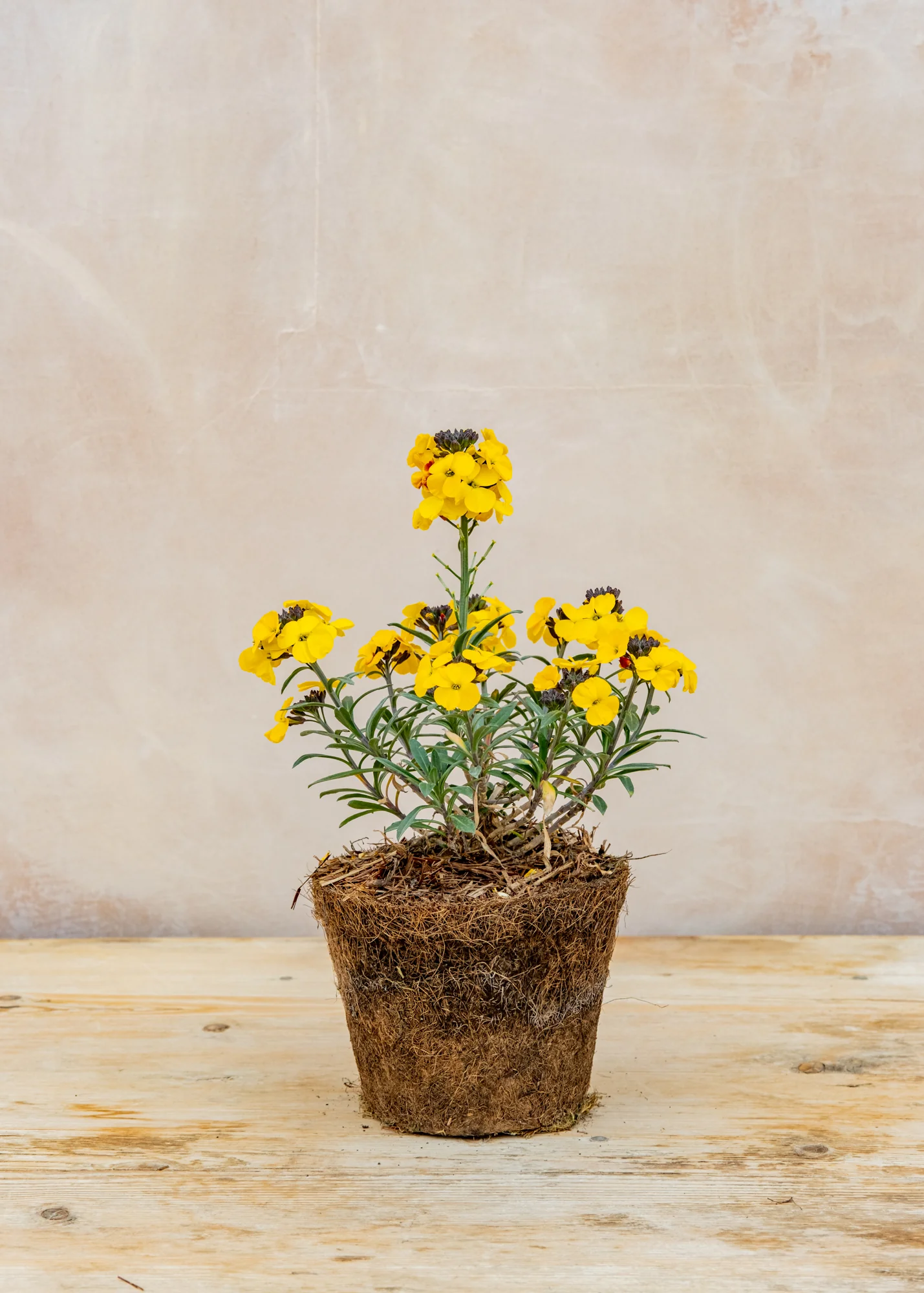 Erysimum 'Walberton's Fragrant Sunshine', 1L - Image 2
