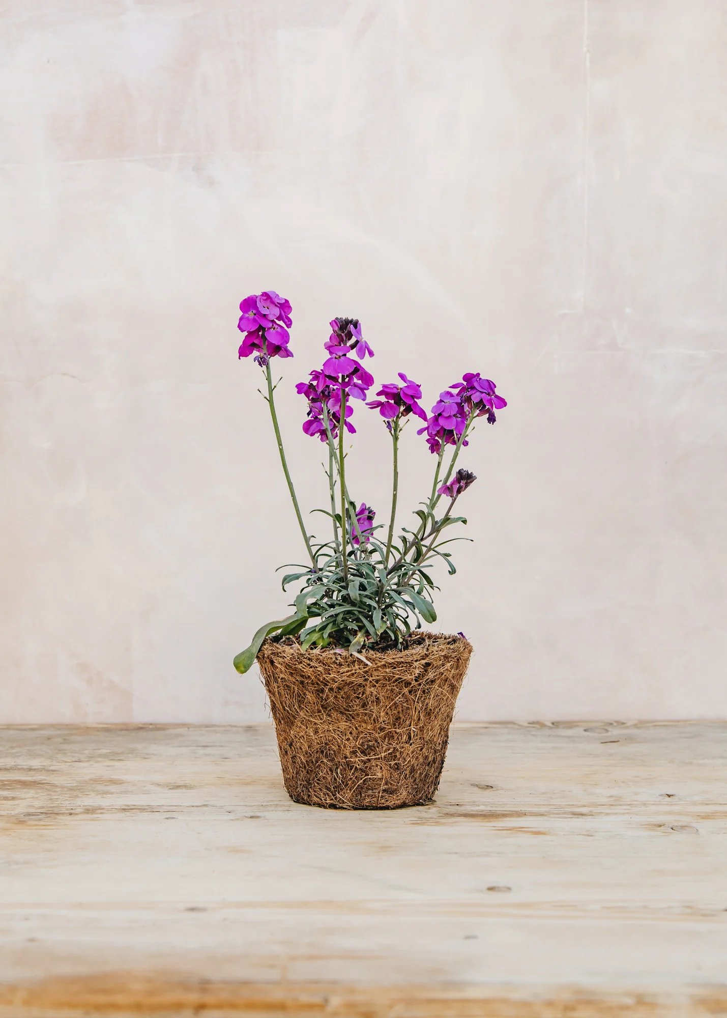 Erysimum 'Super Bowl Mauve', 1L - Image 2