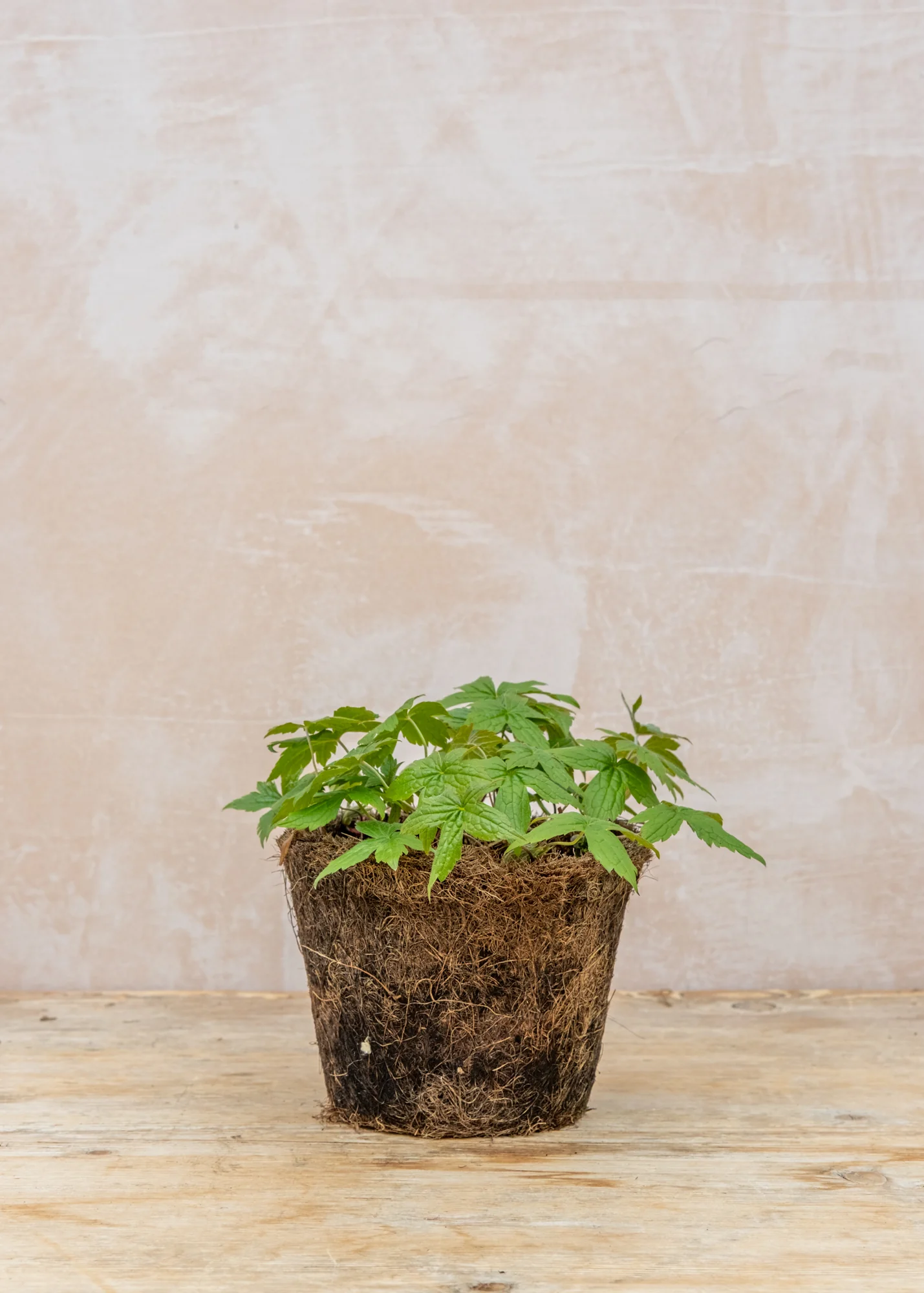 Geranium 'Nodosum', 1L - Image 2