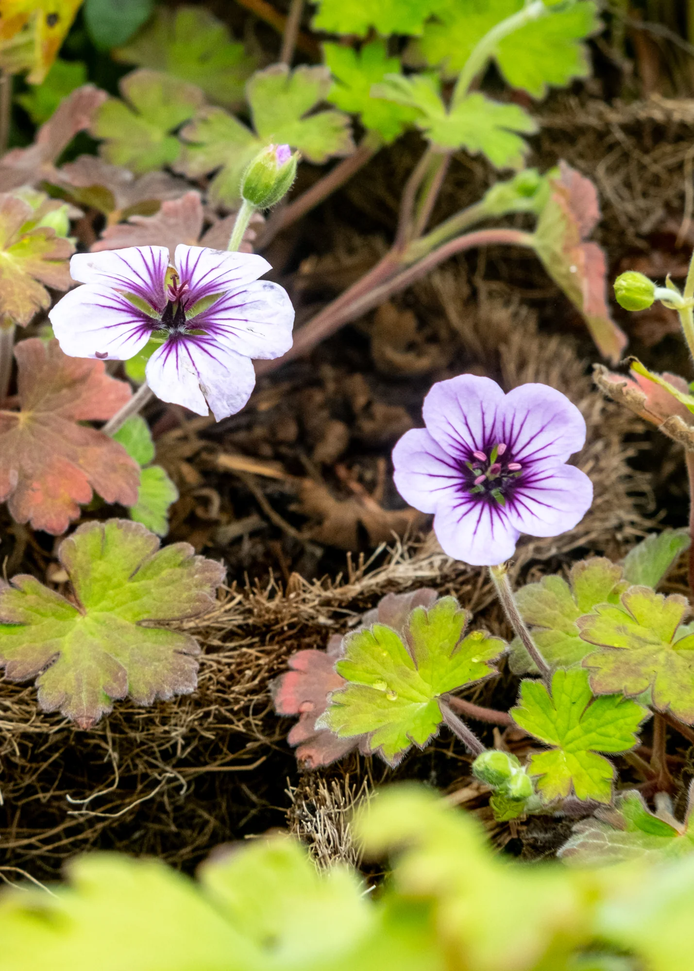 Geranium 'Stormchaser', 1L