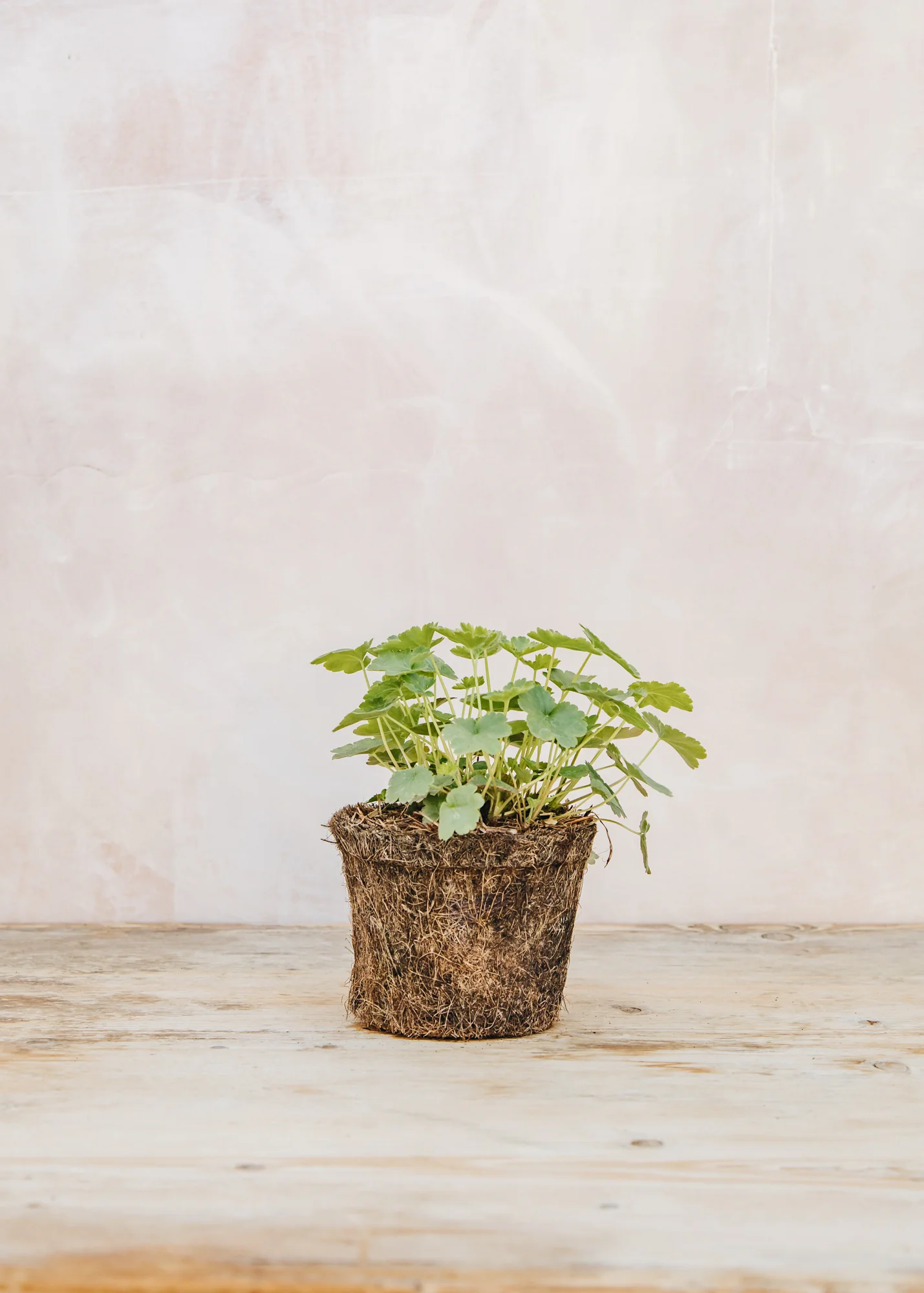 Heuchera sanguinea 'Firefly', 1L - Image 3