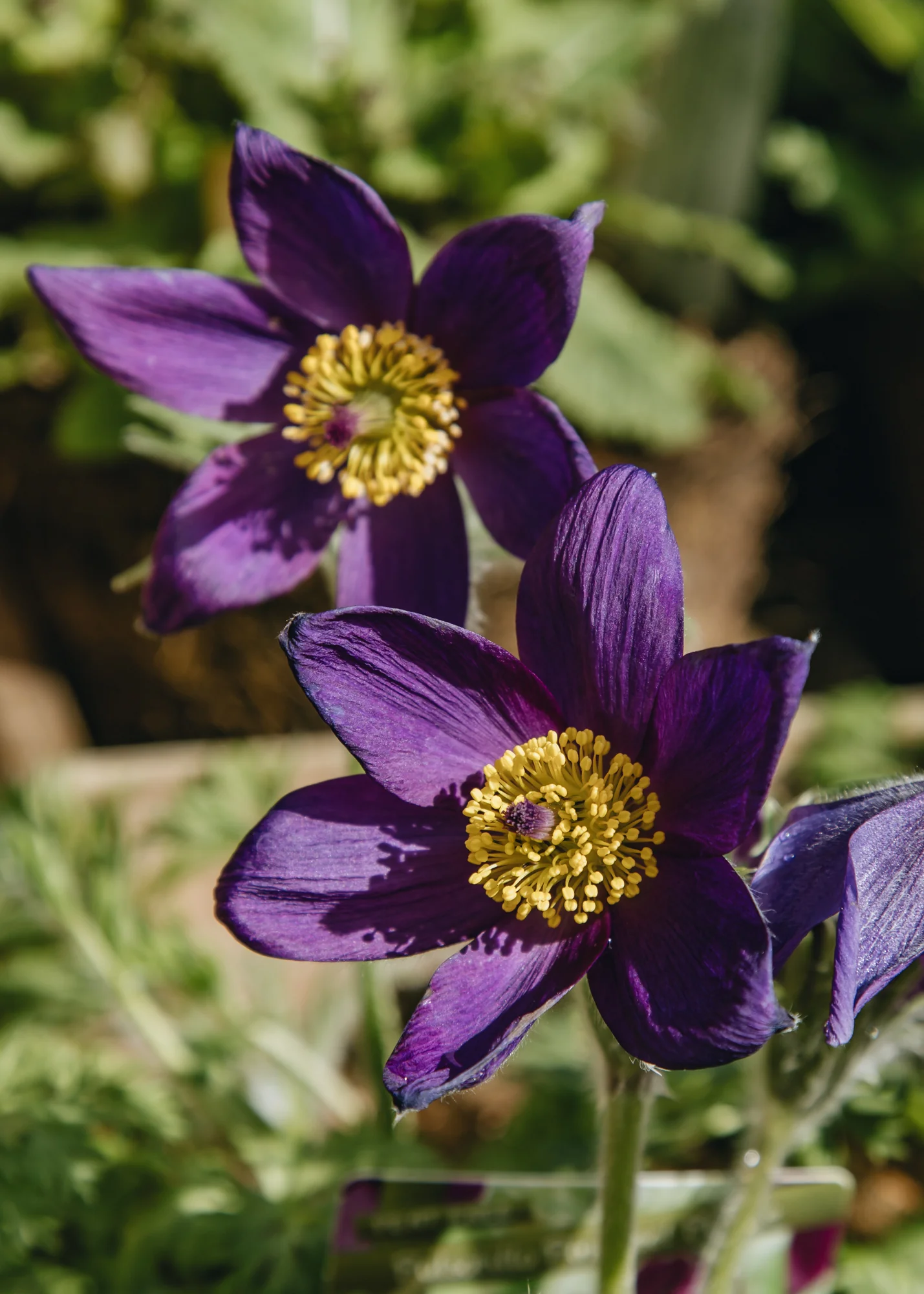Pulsatilla vulgaris 'Pinwheel Purple', 1L