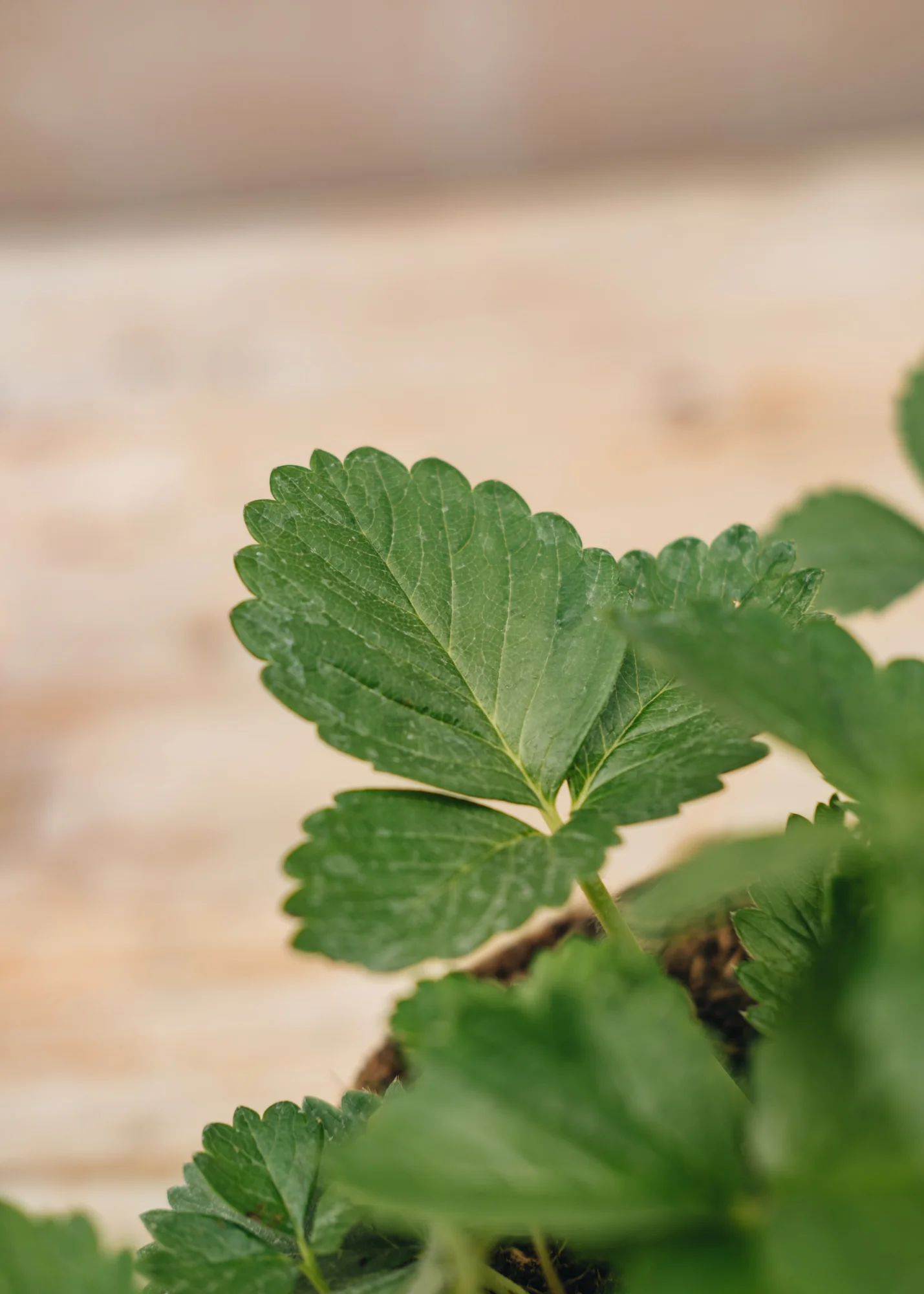 Strawberry 'Elan', 1L - Image 3