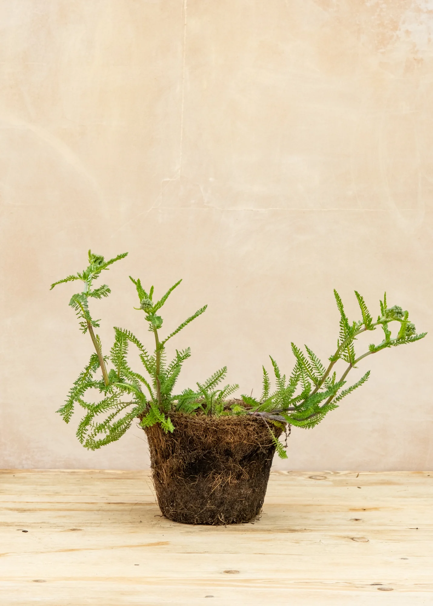 Achillea 'Paprika', 1L - Image 2