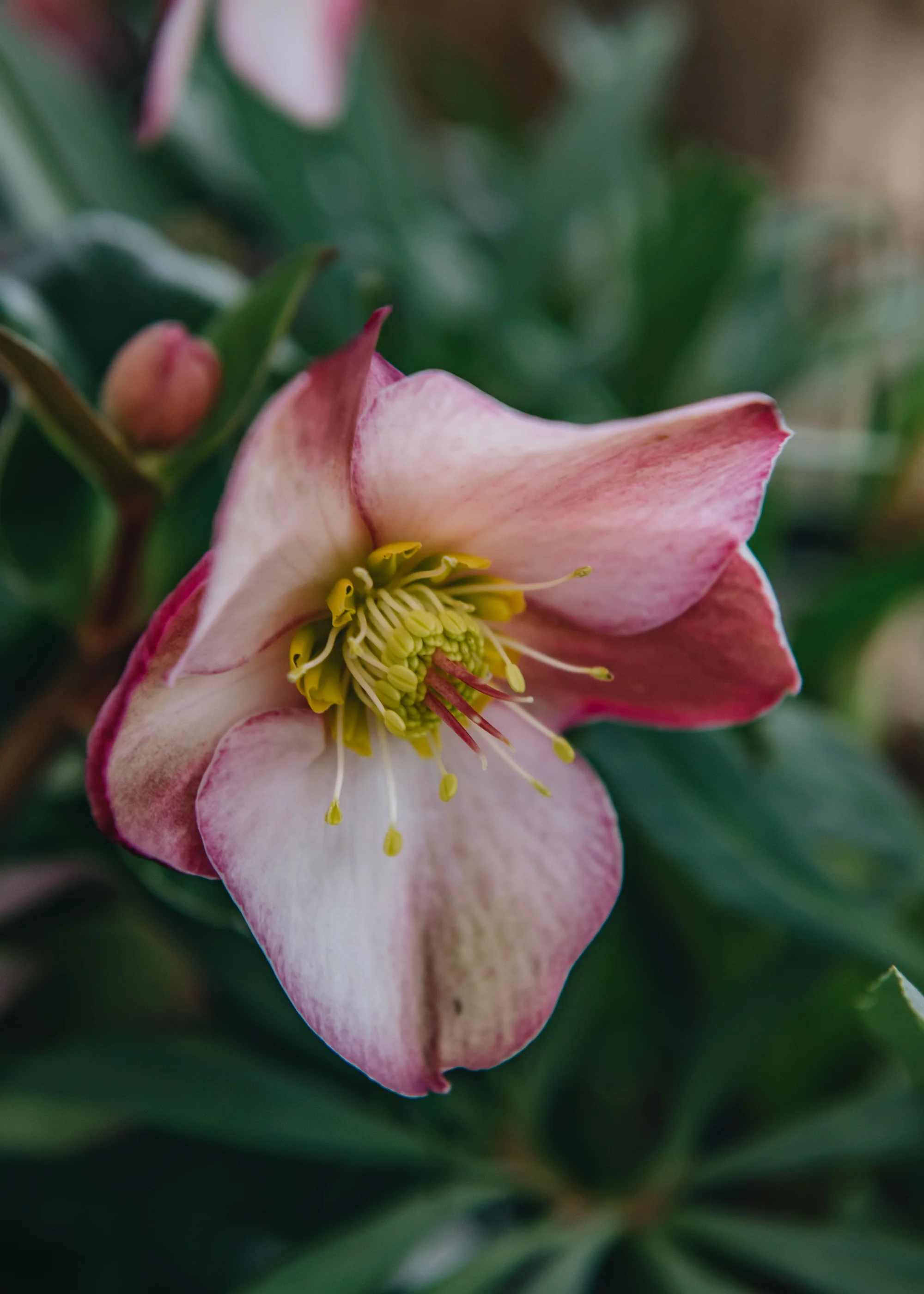 Helleborus Ice N Roses Early Rose, 2/3L - Image 2