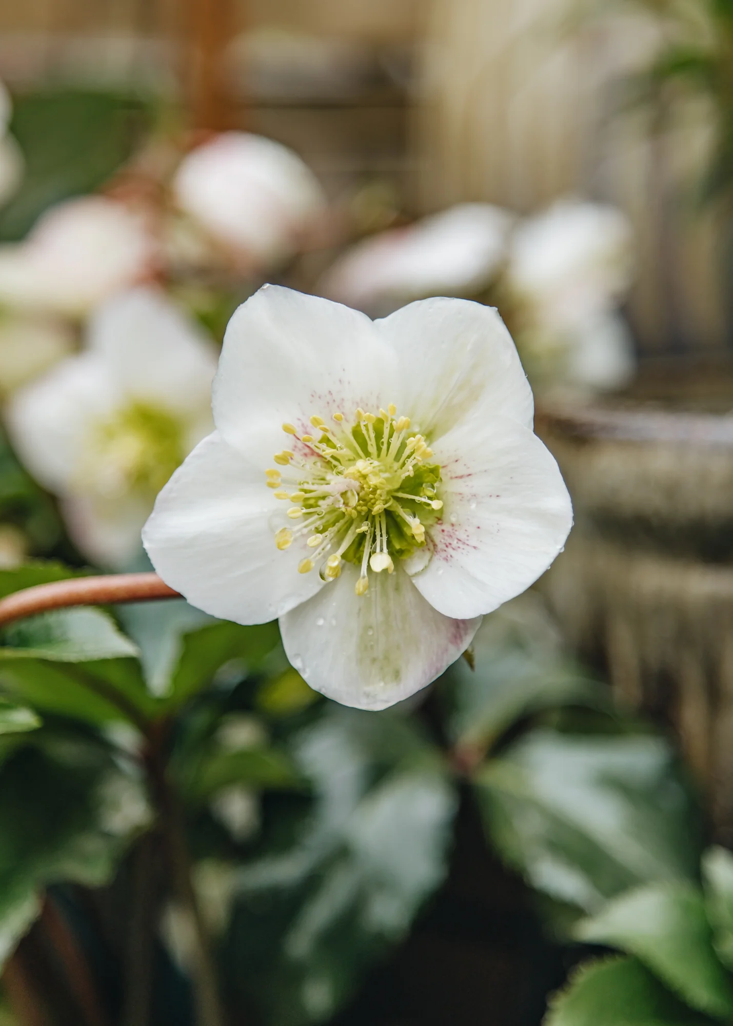 Helleborus 'Winter Sparkle Early White', 2/3L