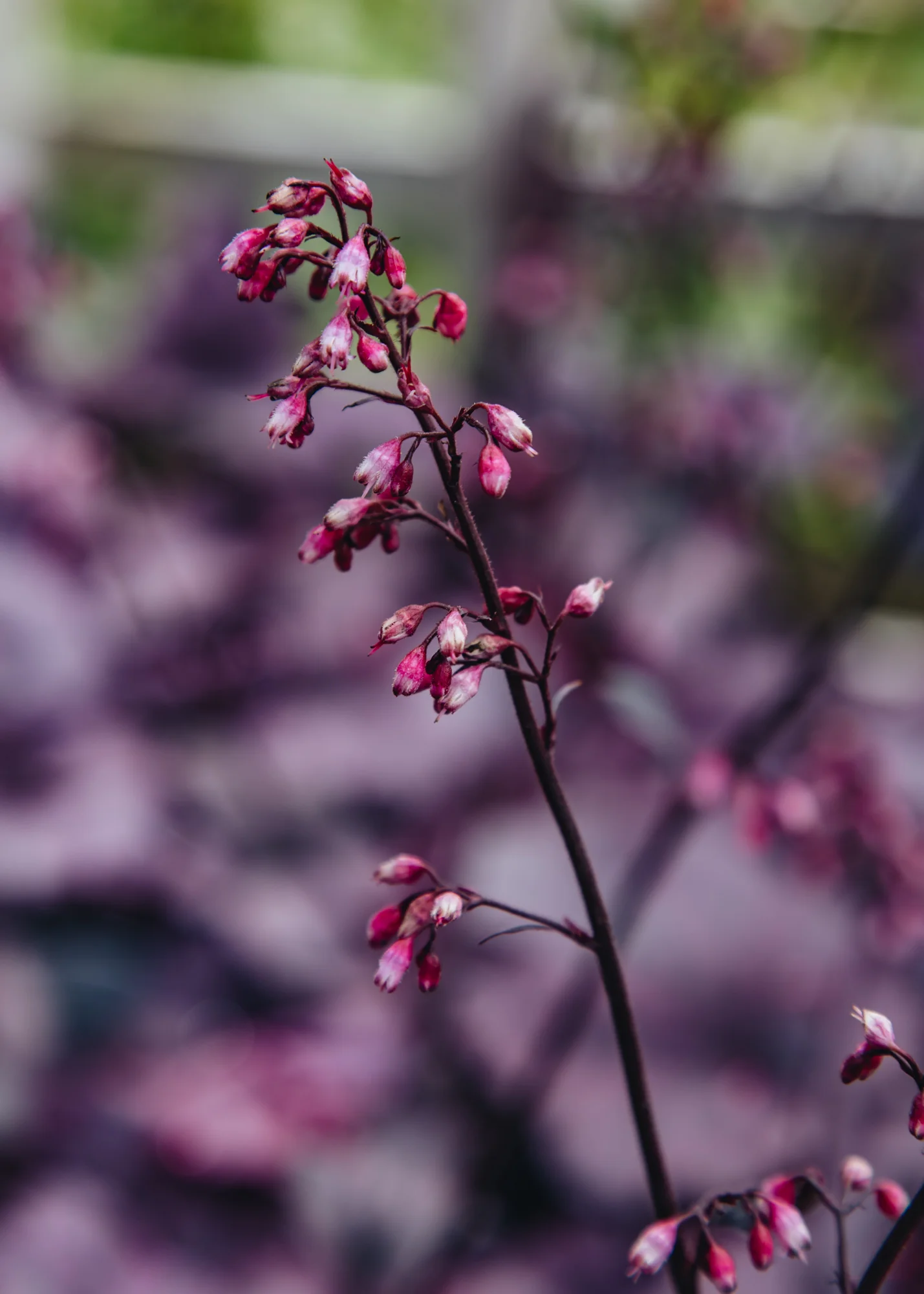 Heuchera 'Electric Plum', 2/3L