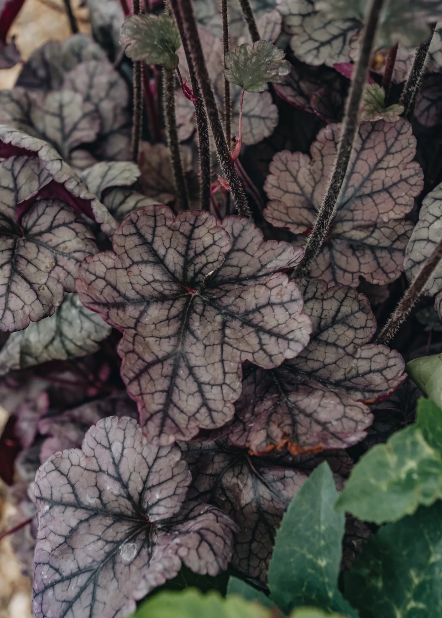 Heuchera Silver Scrolls, 2/3L - Image 2