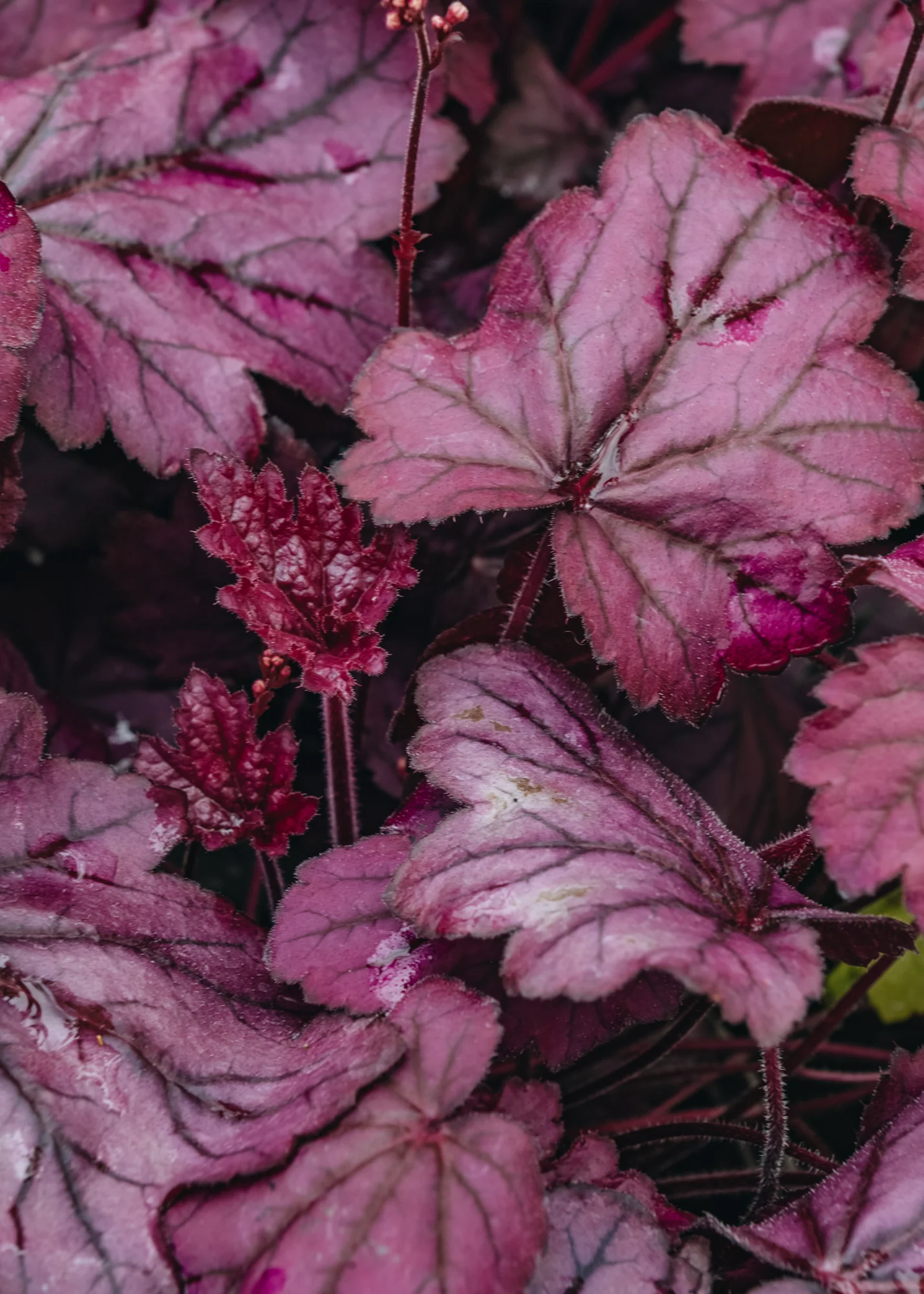 Heuchera Wild Rose, 2/3L - Image 2