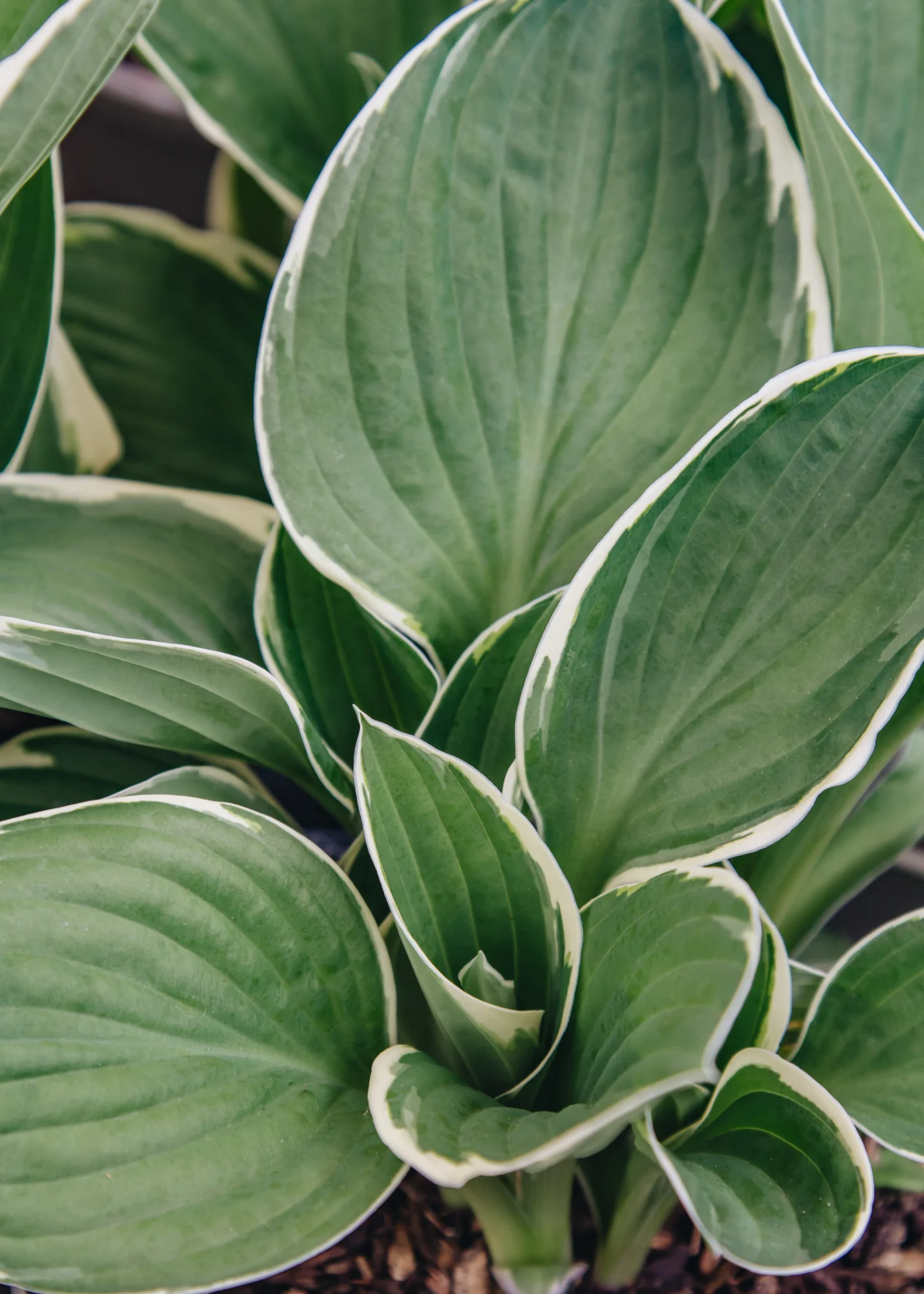 Hosta Francee, 2/3L