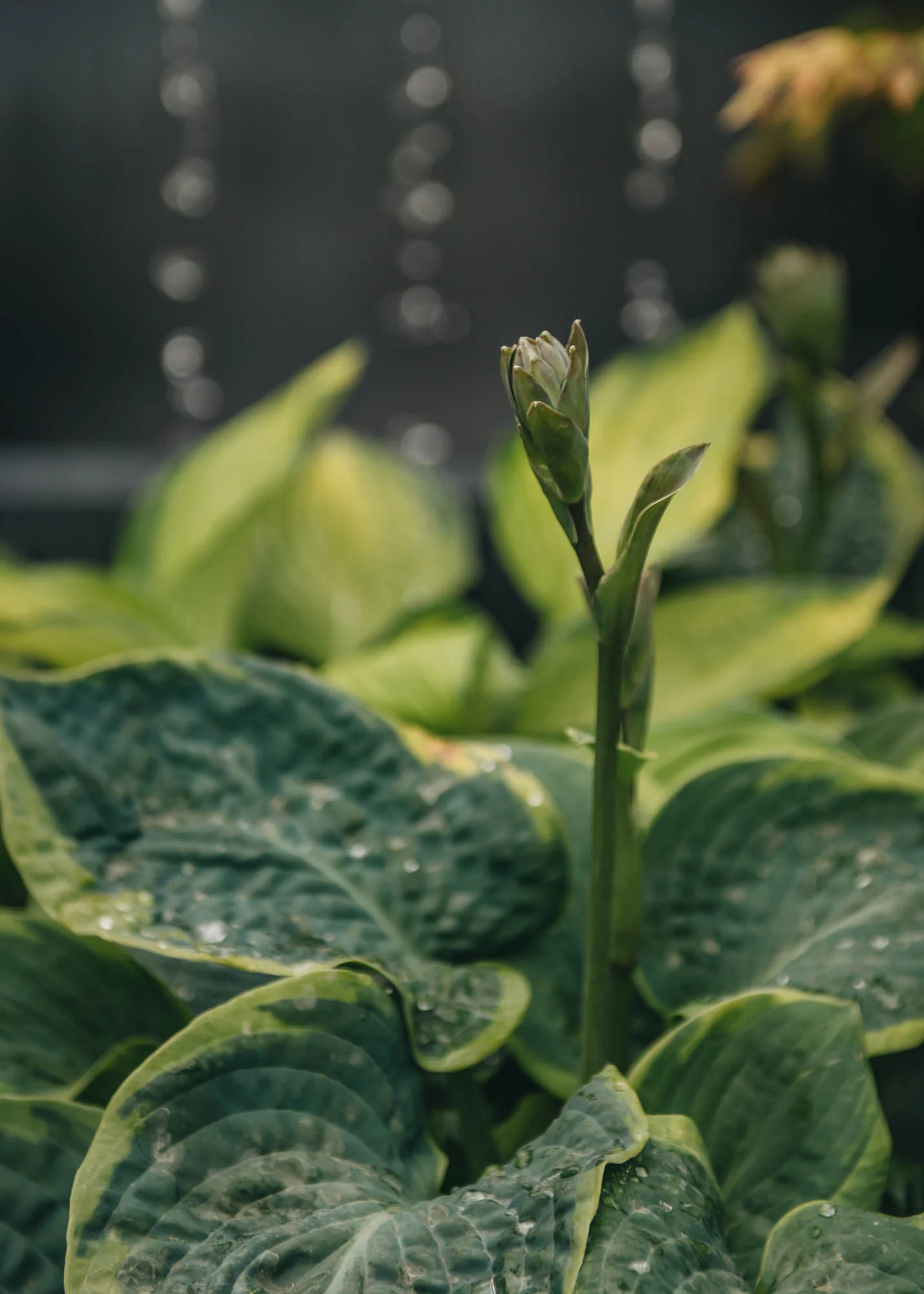 Hosta Frances Williams, 5L