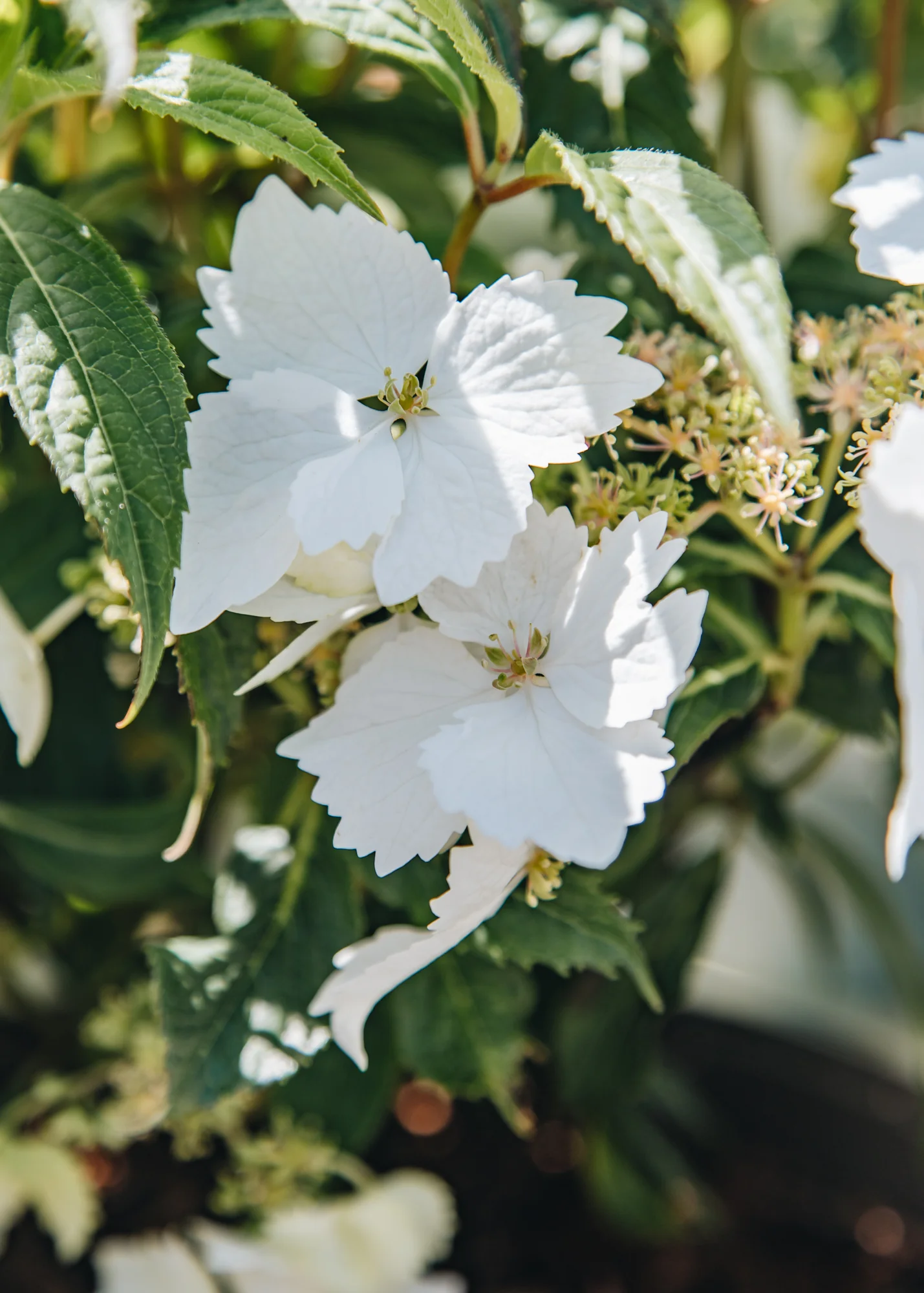 Hydrangea 'Cloud Nine', 3L 