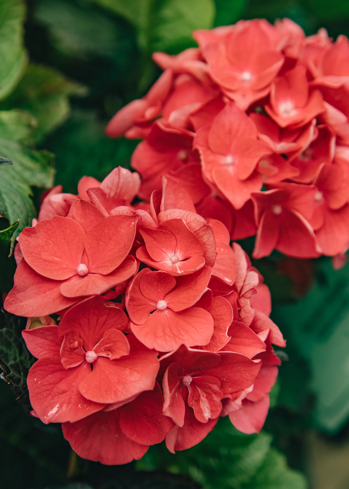 Hydrangea macrophylla ‘Merveille Sanguine’, 5L