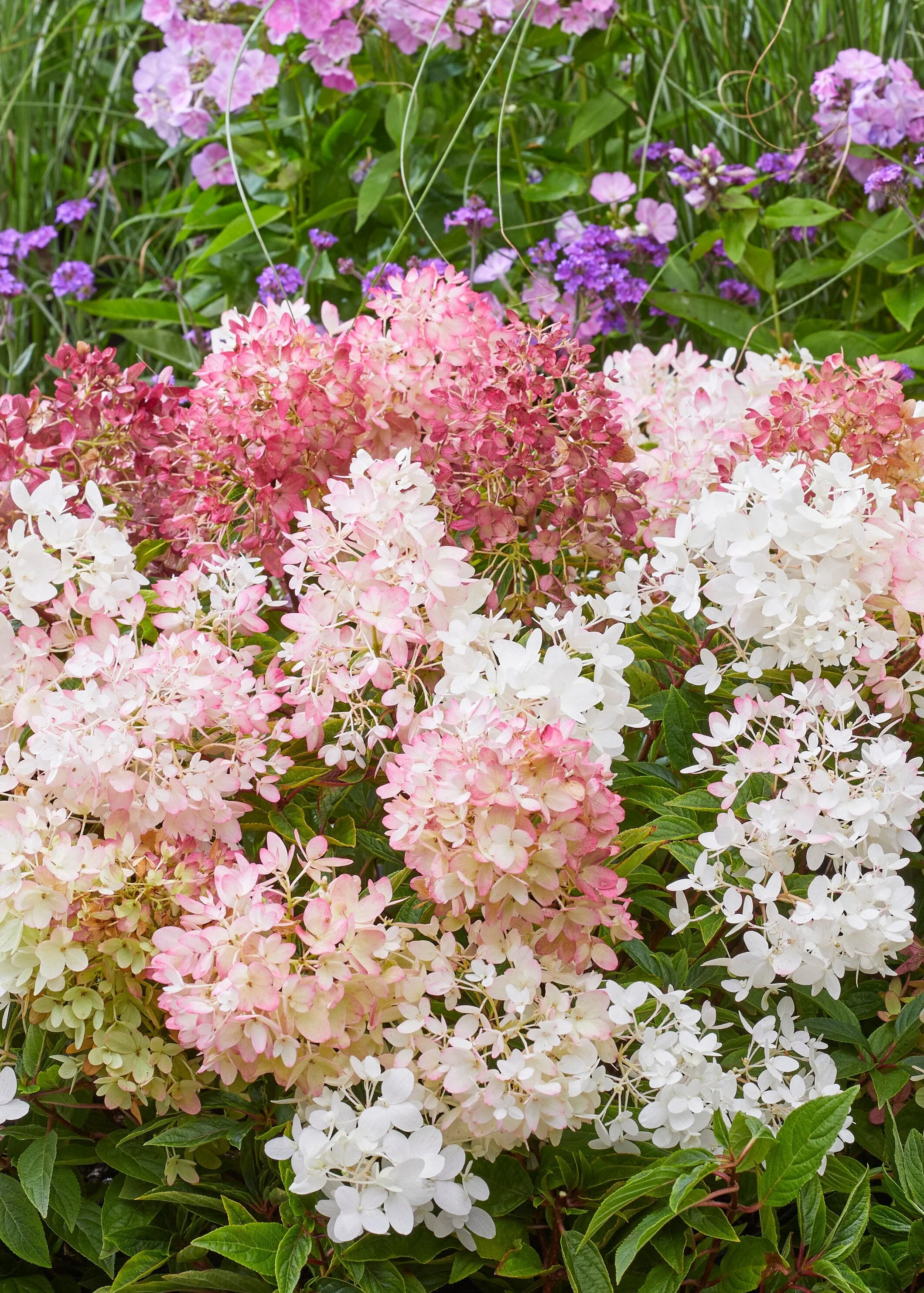 Hydrangea paniculata 'Groundbreaker® Blush', 12L