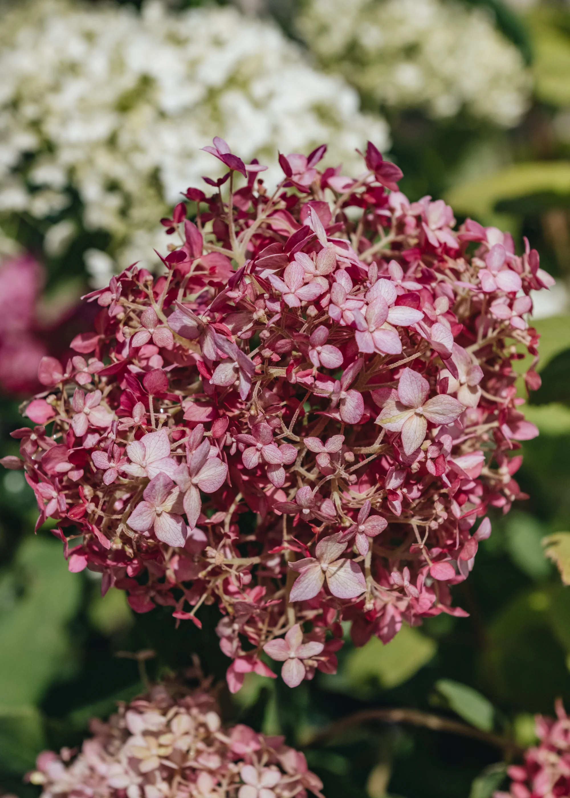 Hydrangea Pink Annabelle, 5L