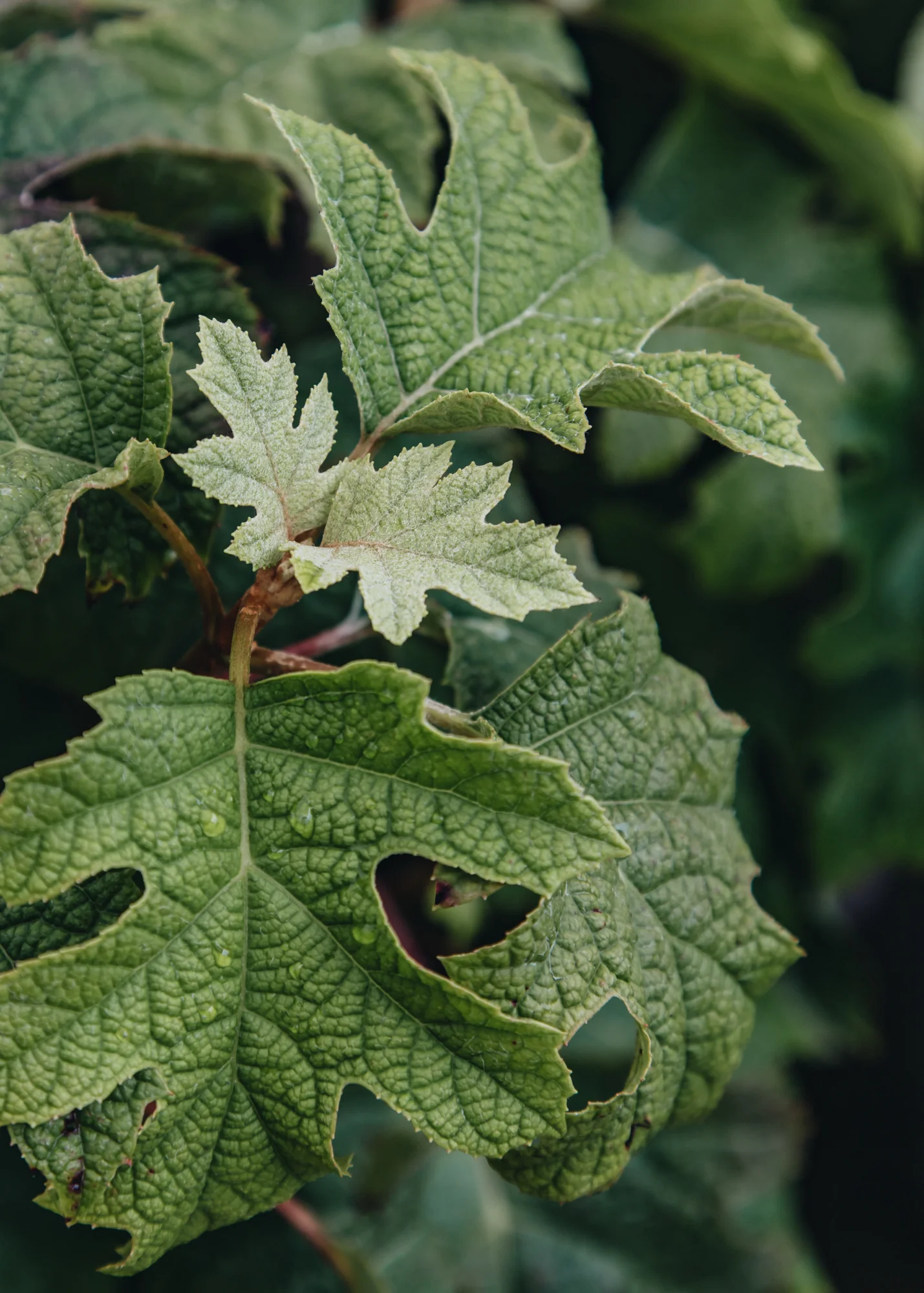Hydrangea quercifolia 'Jet Stream', 3L - Image 3