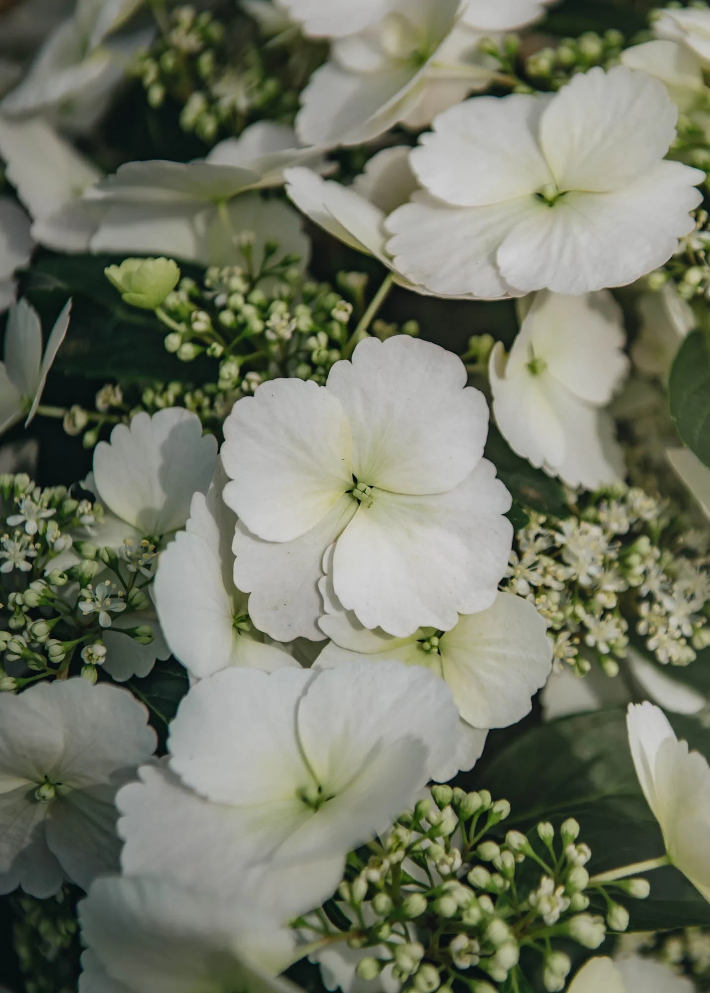 Hydrangea 'Runaway Bride', 3.5L - Image 2