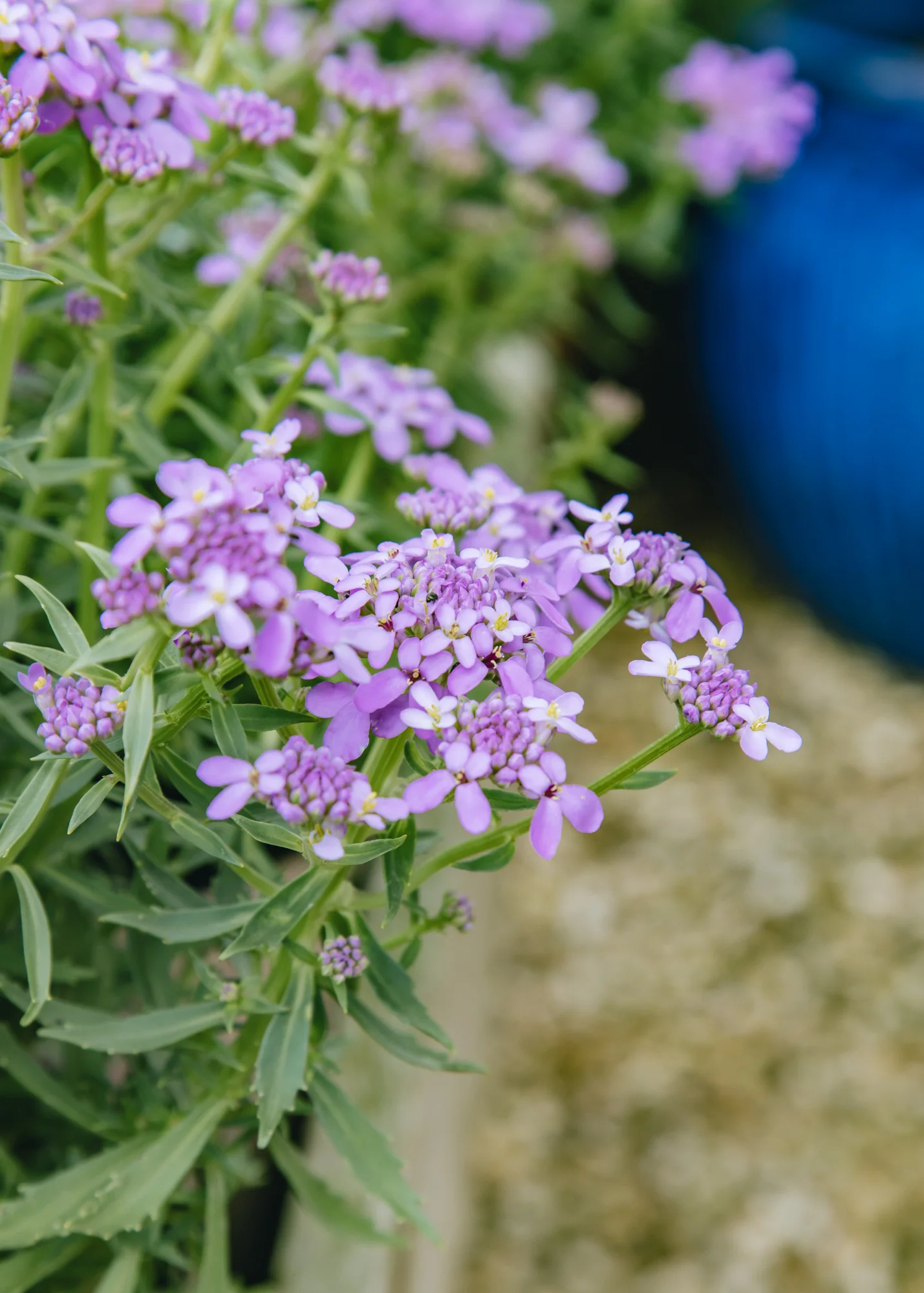 Iberis 'Mermaid Lavender', 2L