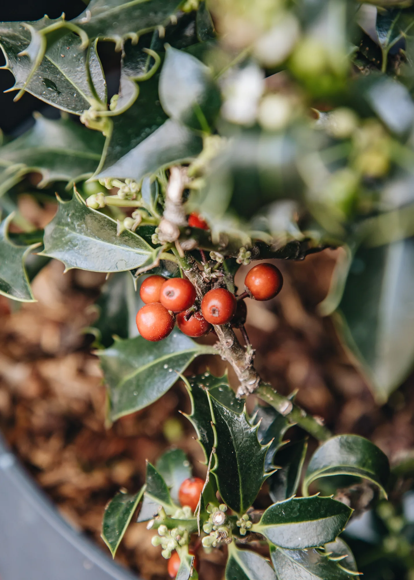 Ilex aquifolia 'Alaska' globe, 10L - Image 2