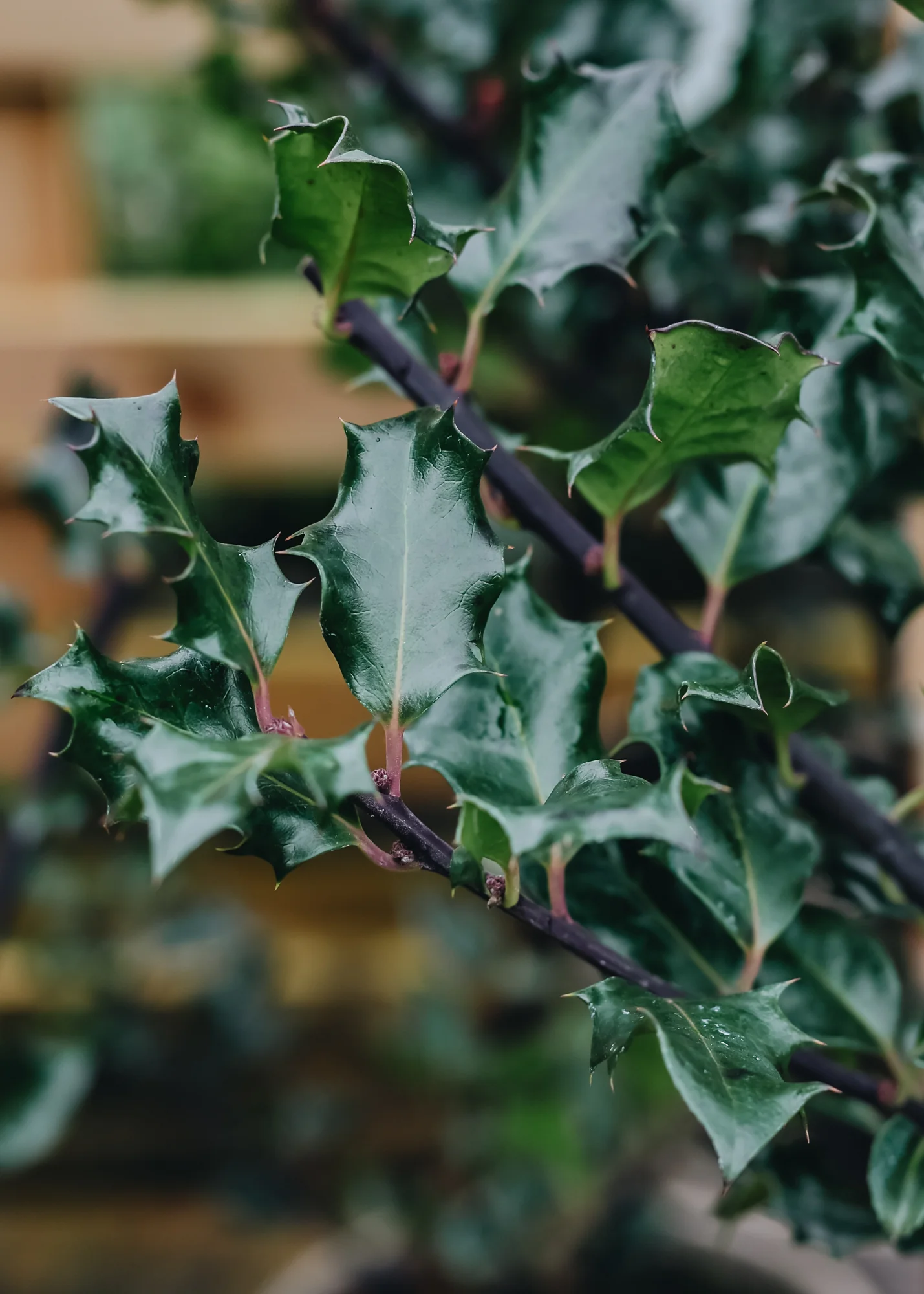 Ilex x meserveae 'Blue Angel', 3L