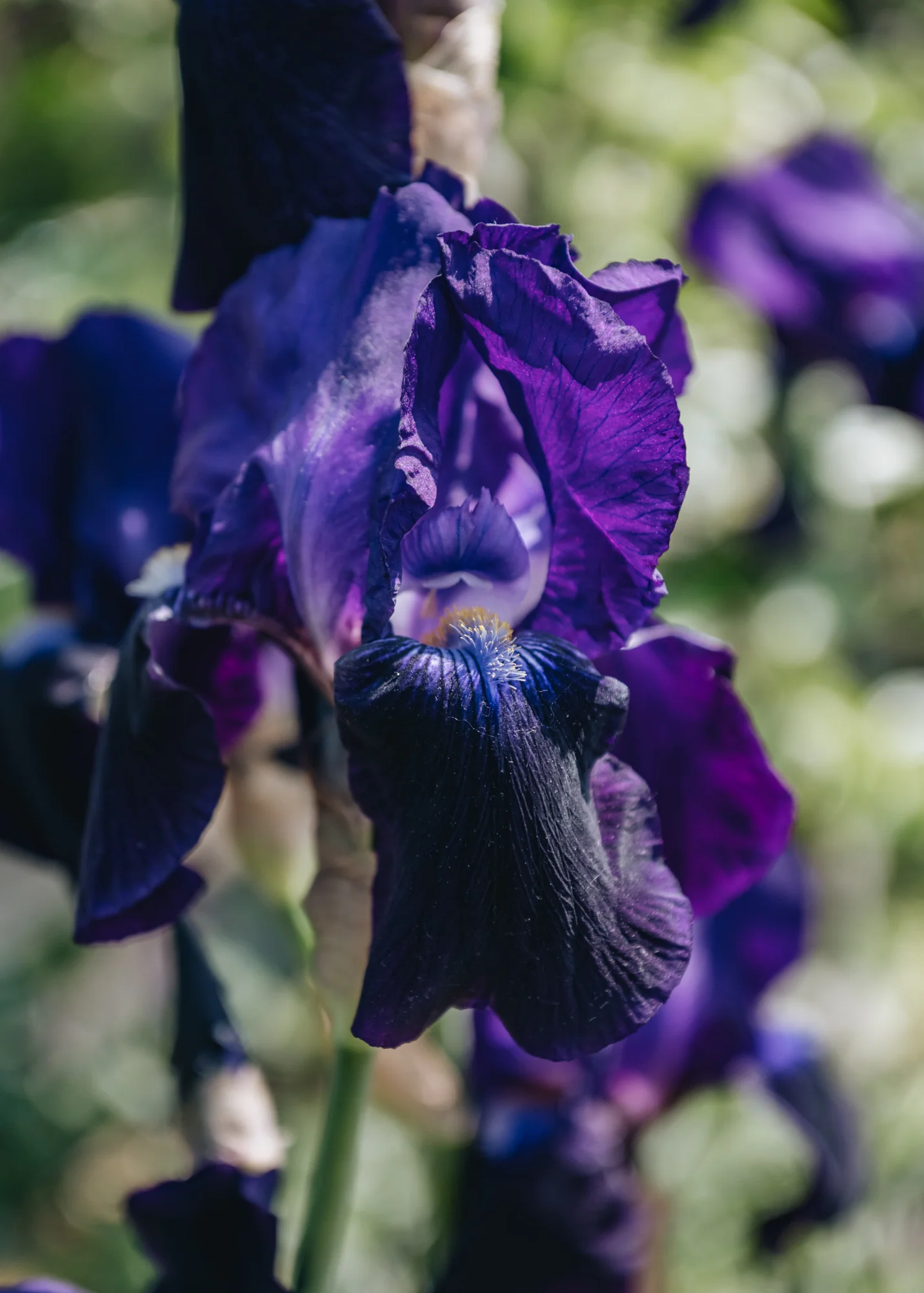 Iris 'Sable', 2L