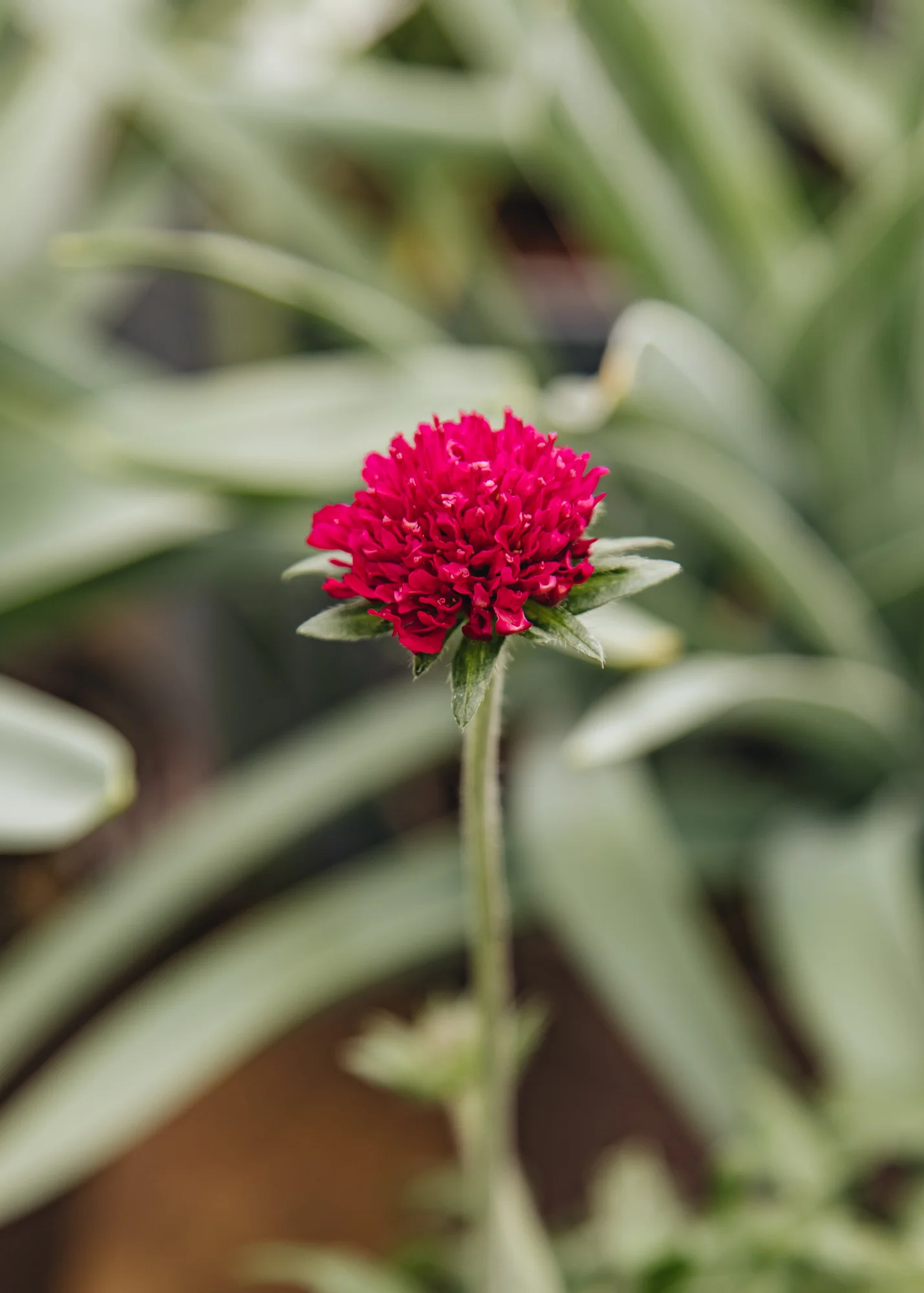 Knautia macedonica 'Red Knight', 1L