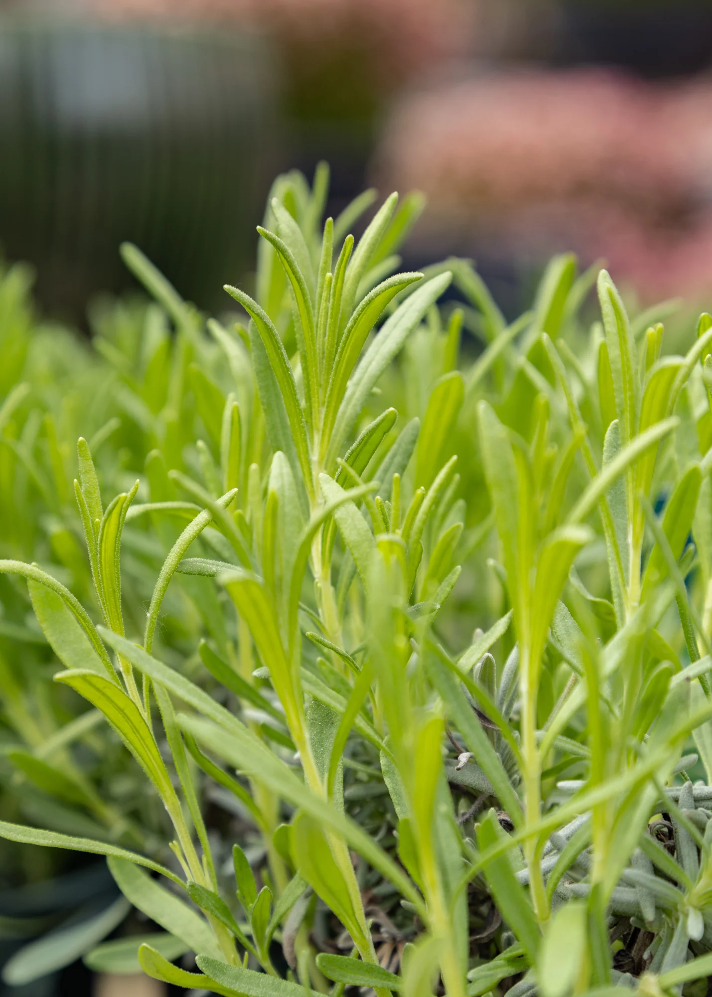 Lavandula ‘Arctic Snow’, 2L - Image 2