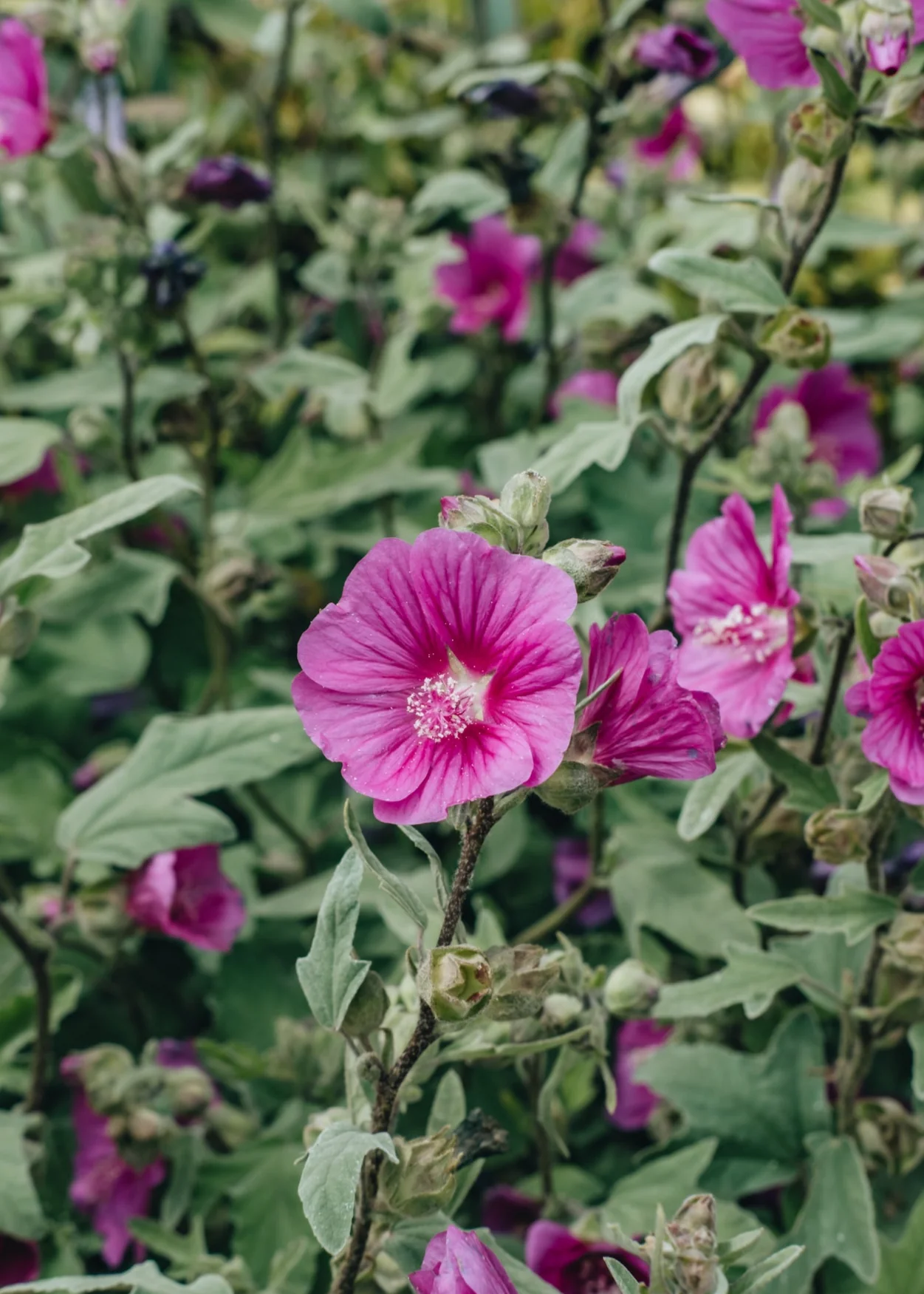 Lavatera 'Ruby Star', 3L
