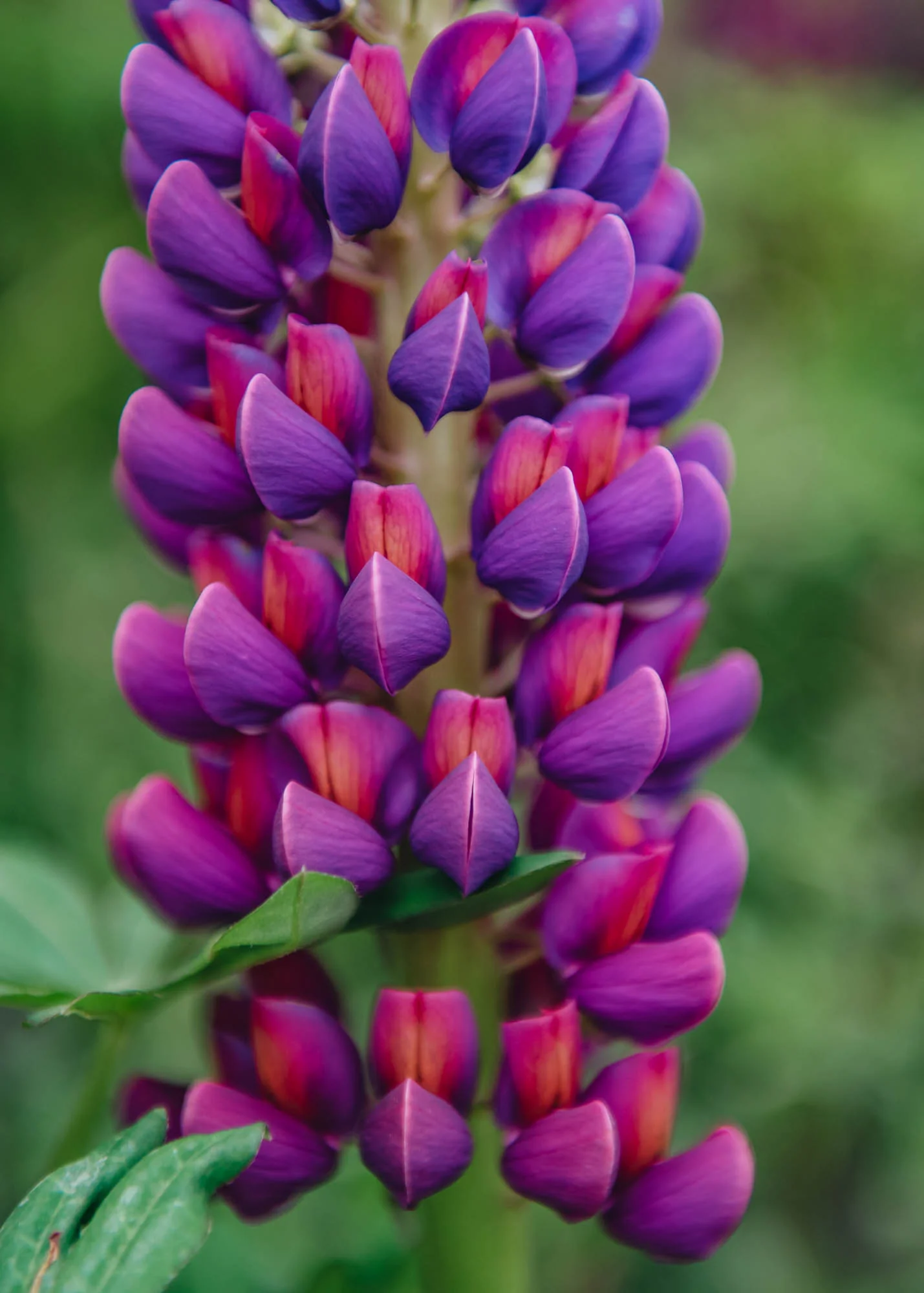 Lupin 'Masterpiece', 5L - Image 2
