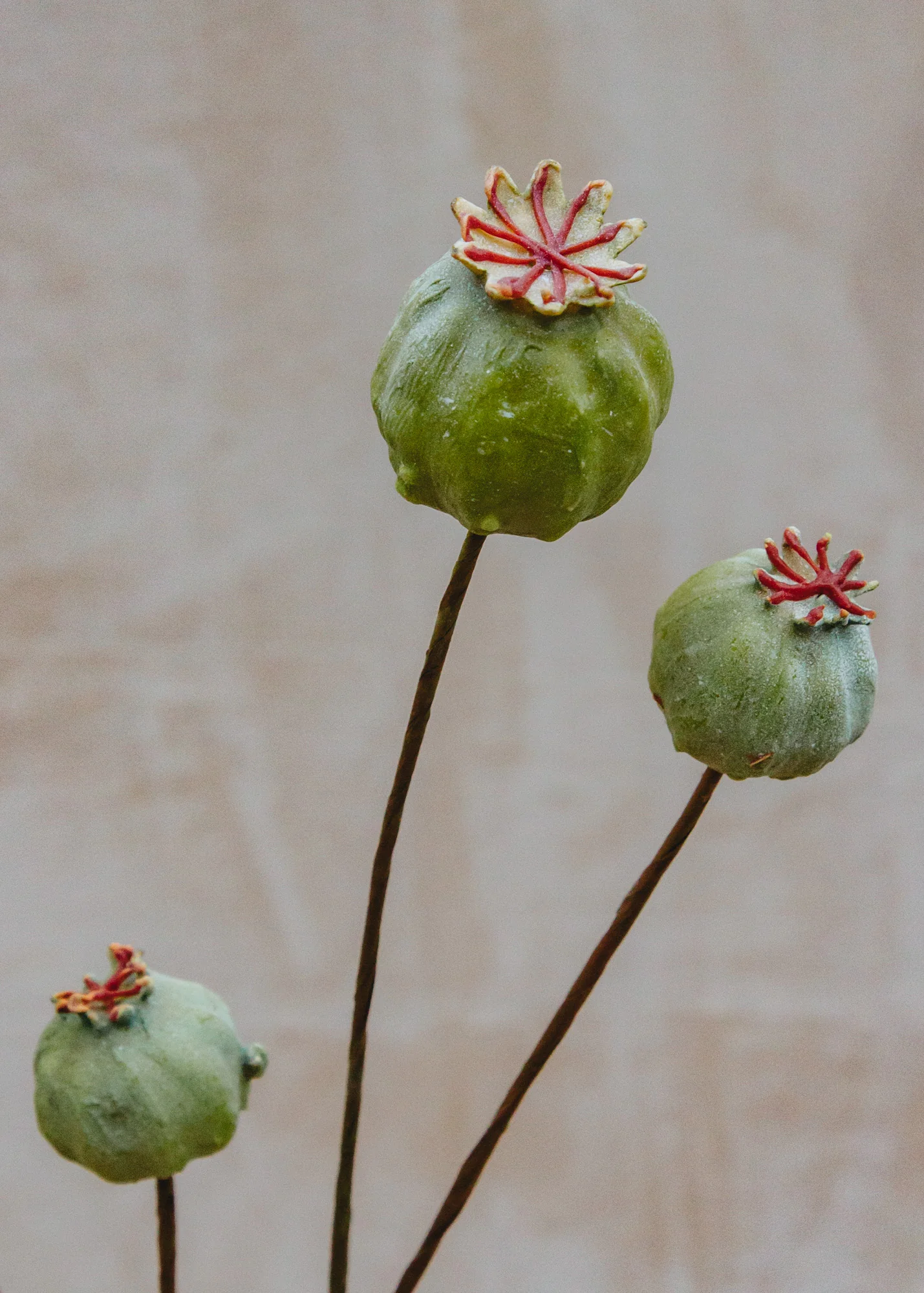 Artificial Papaver Seed Pods in Green - Image 2