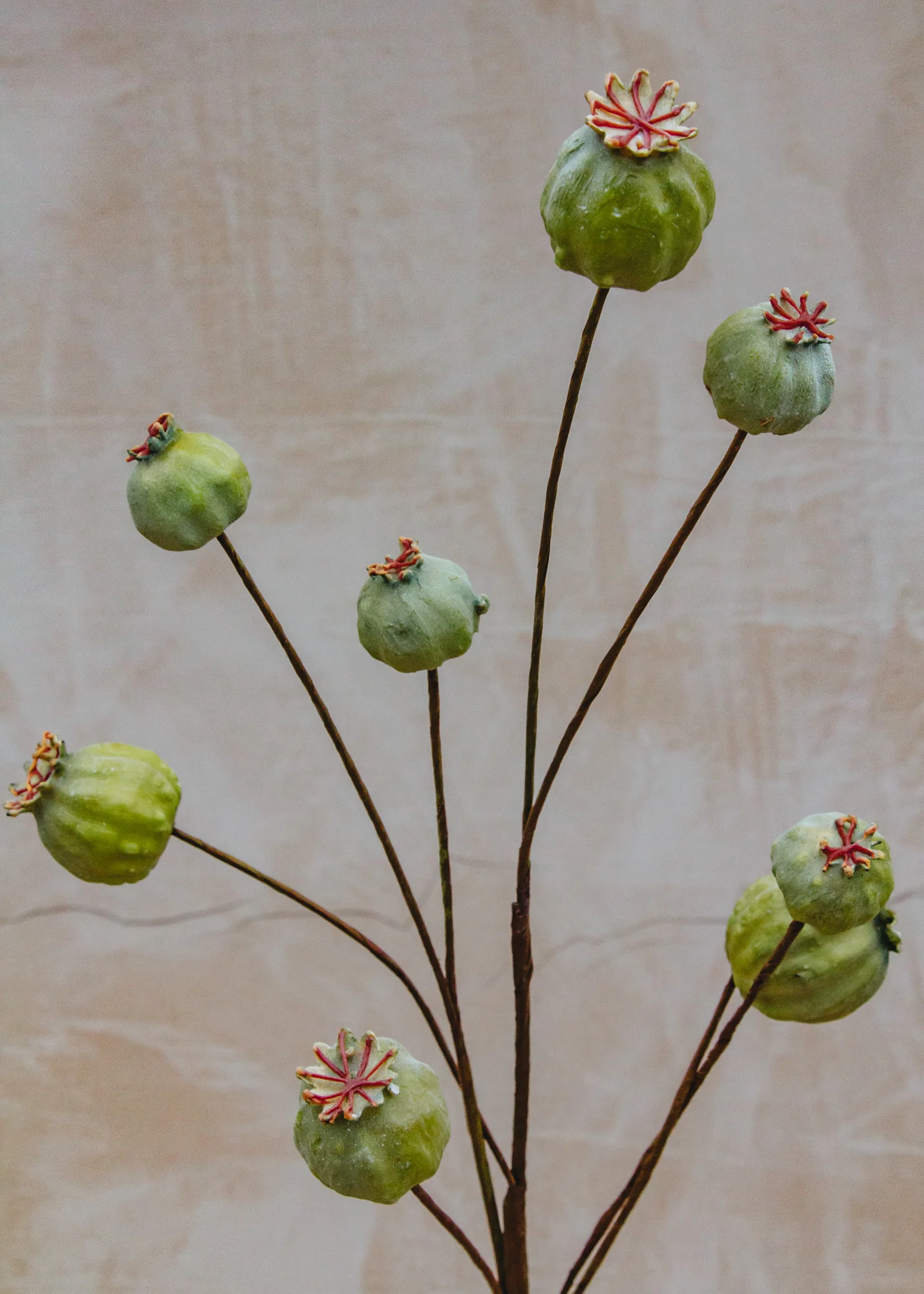 Artificial Papaver Seed Pods in Green - Image 3