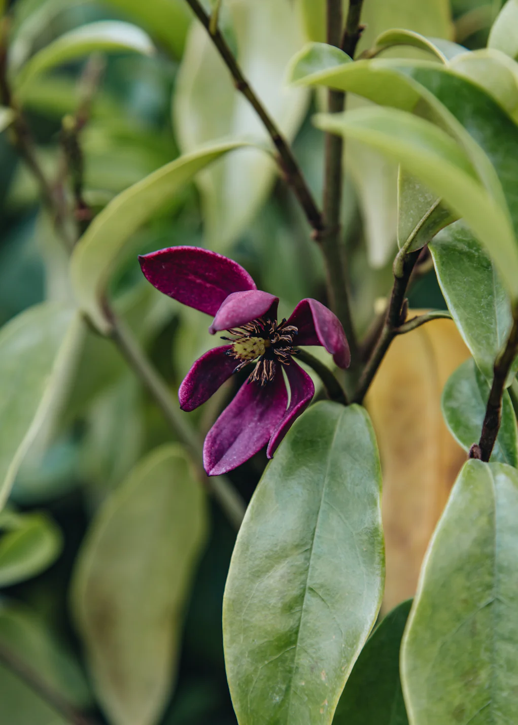 Magnolia hybrid 'Stellar Ruby', 3L - Image 2
