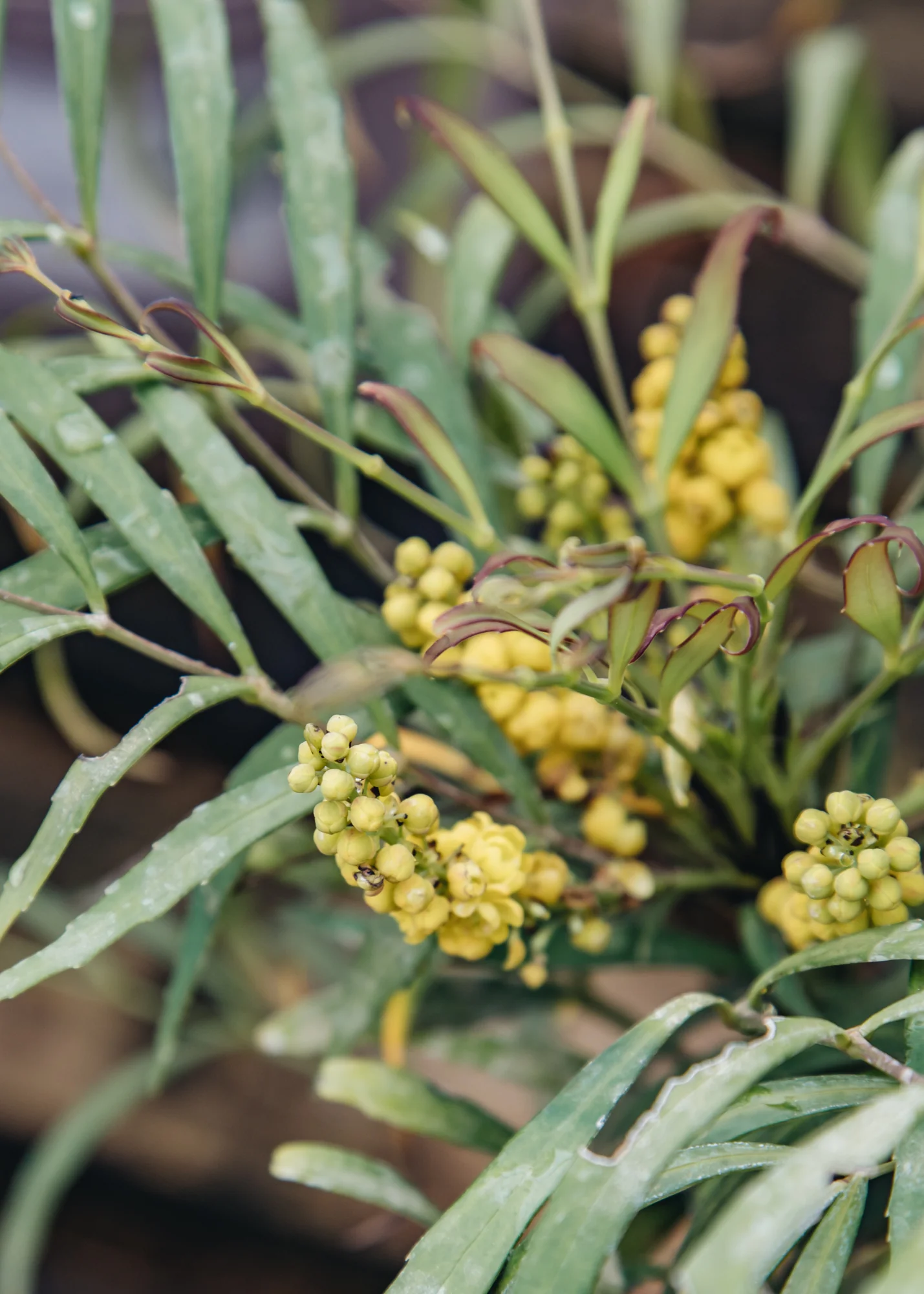 Mahonia 'Soft Caress', 3L - Image 2