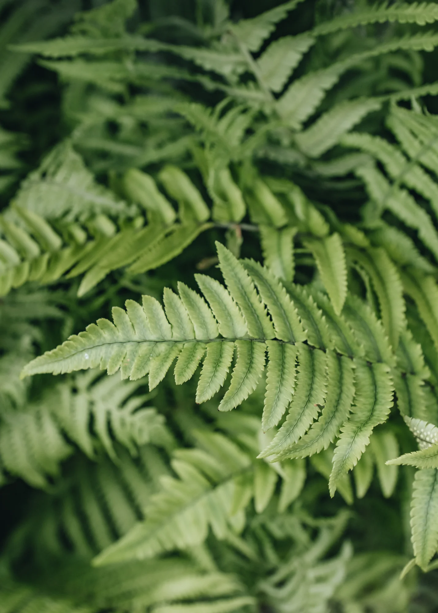 Matteuccia struthiopteris fern, 2L