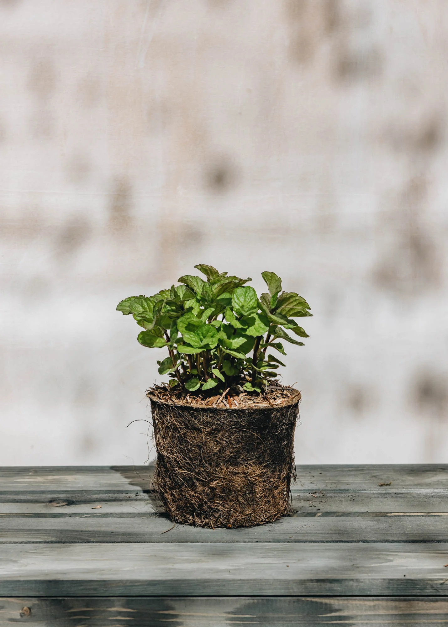 Mint 'Grapefruit', 1L