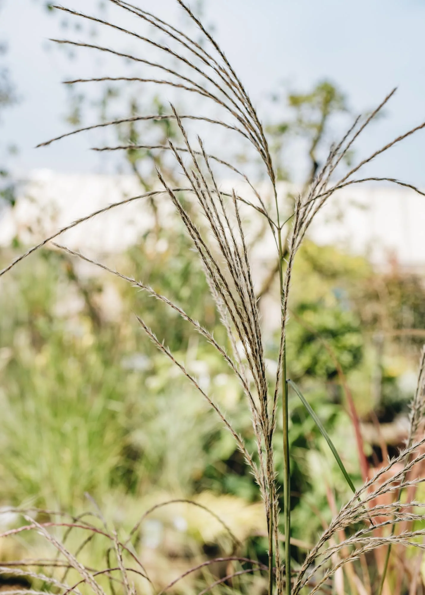 Miscanthus sinensis Flamingo AGM, 2/3L - Image 2