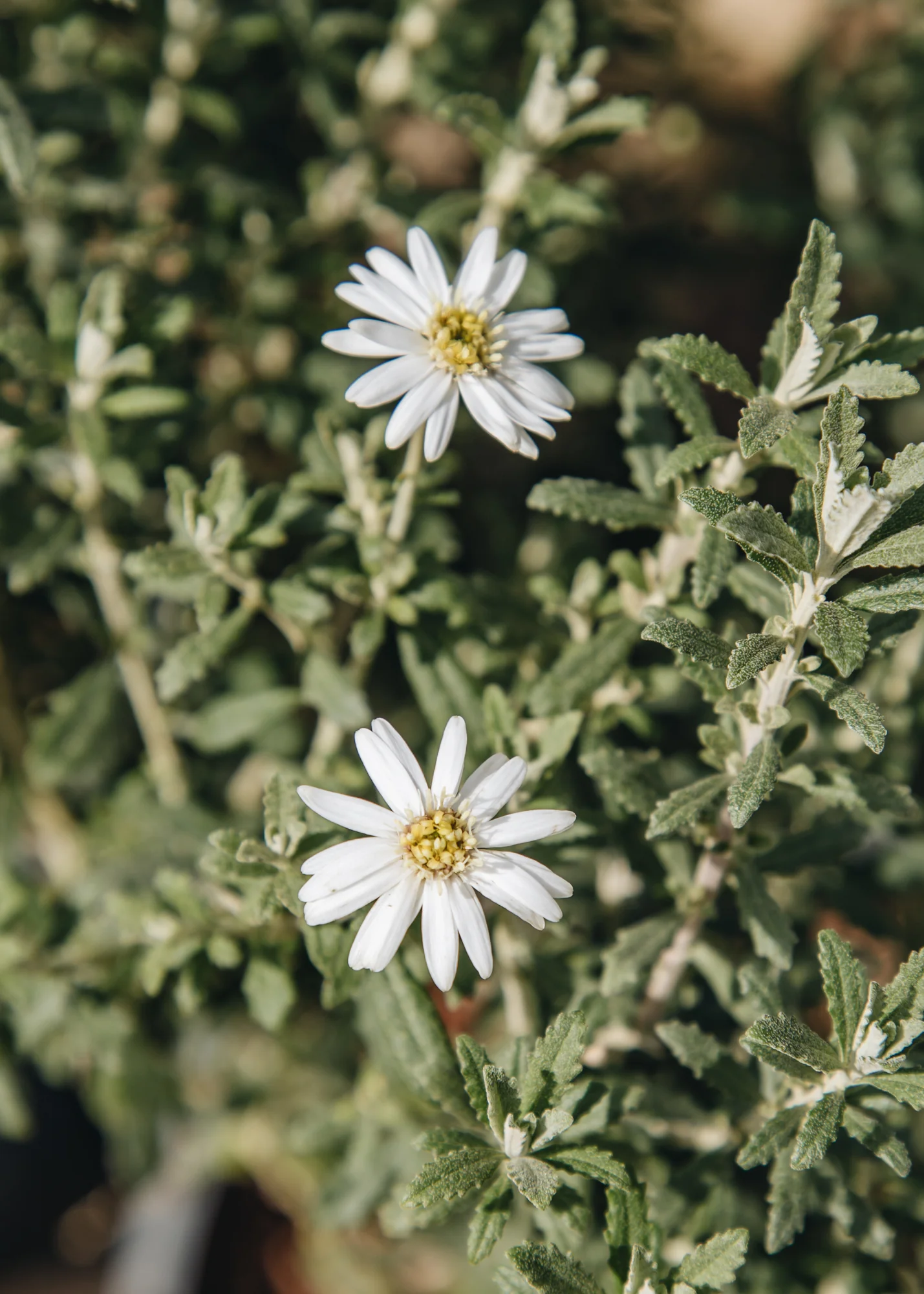 Olearia phlologopappus 'Spring Bling', 3L - Image 2