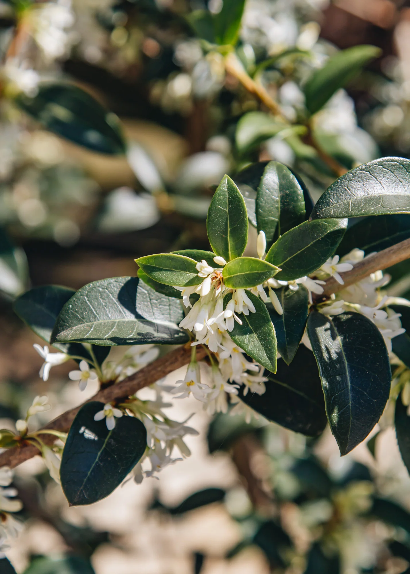 Osmanthus burkwoodii, 2/3L - Image 2