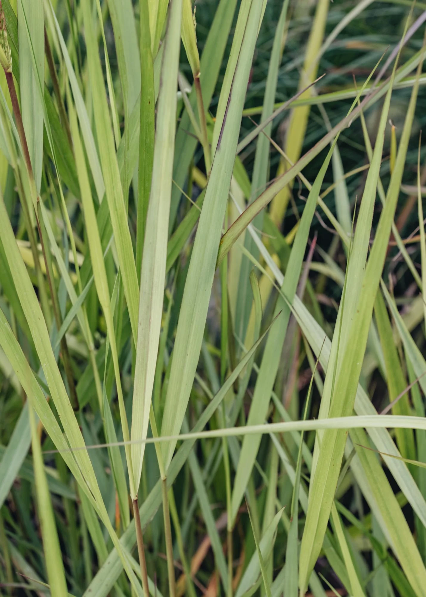 Panicum virgatum Warrior, 2/3L - Image 2