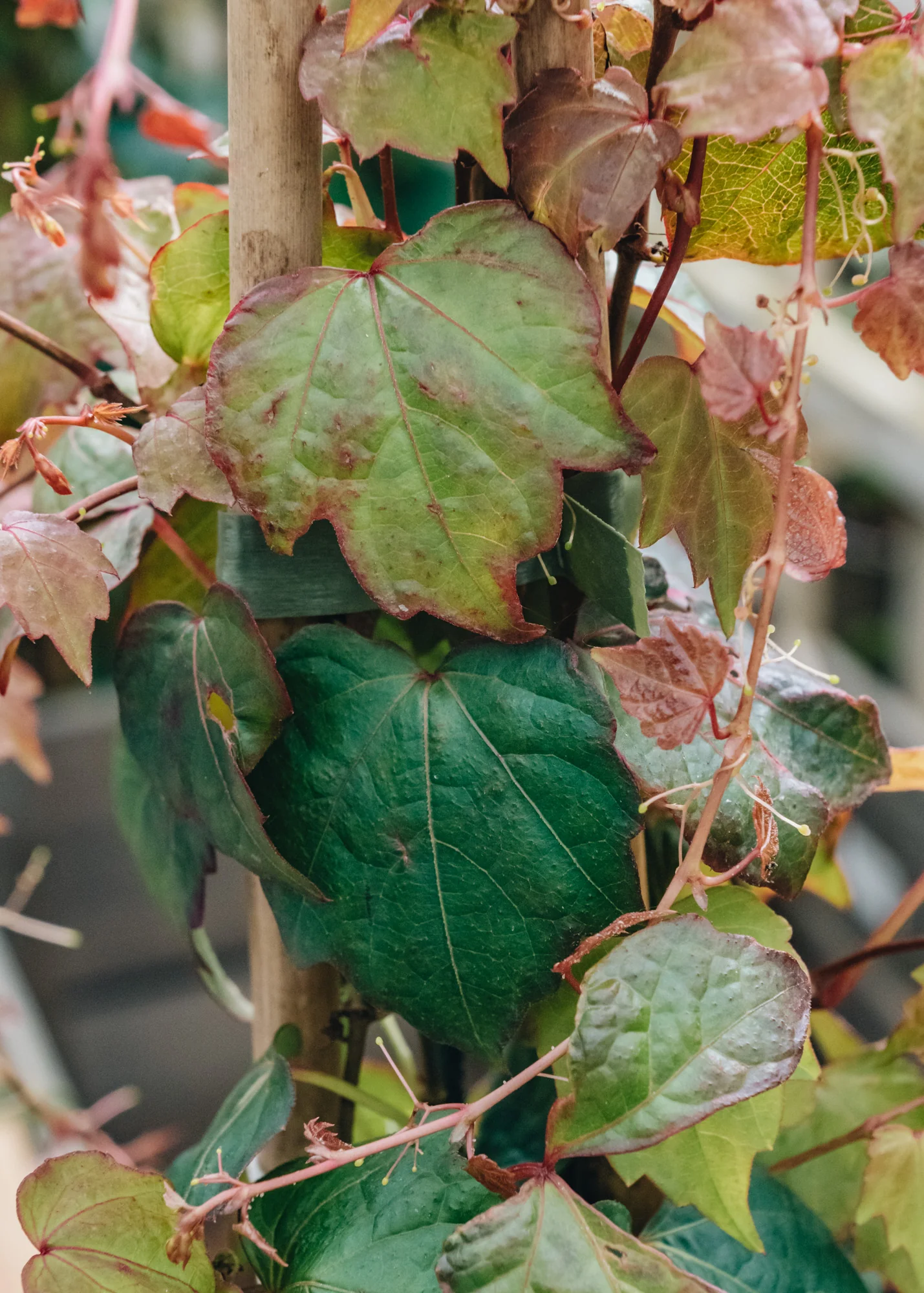 Parthenocissus tricuspidata Veitchii, 3L