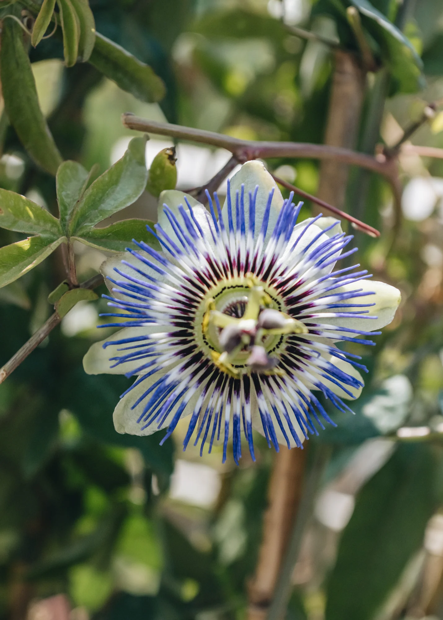 Passiflora caerulea, 3L