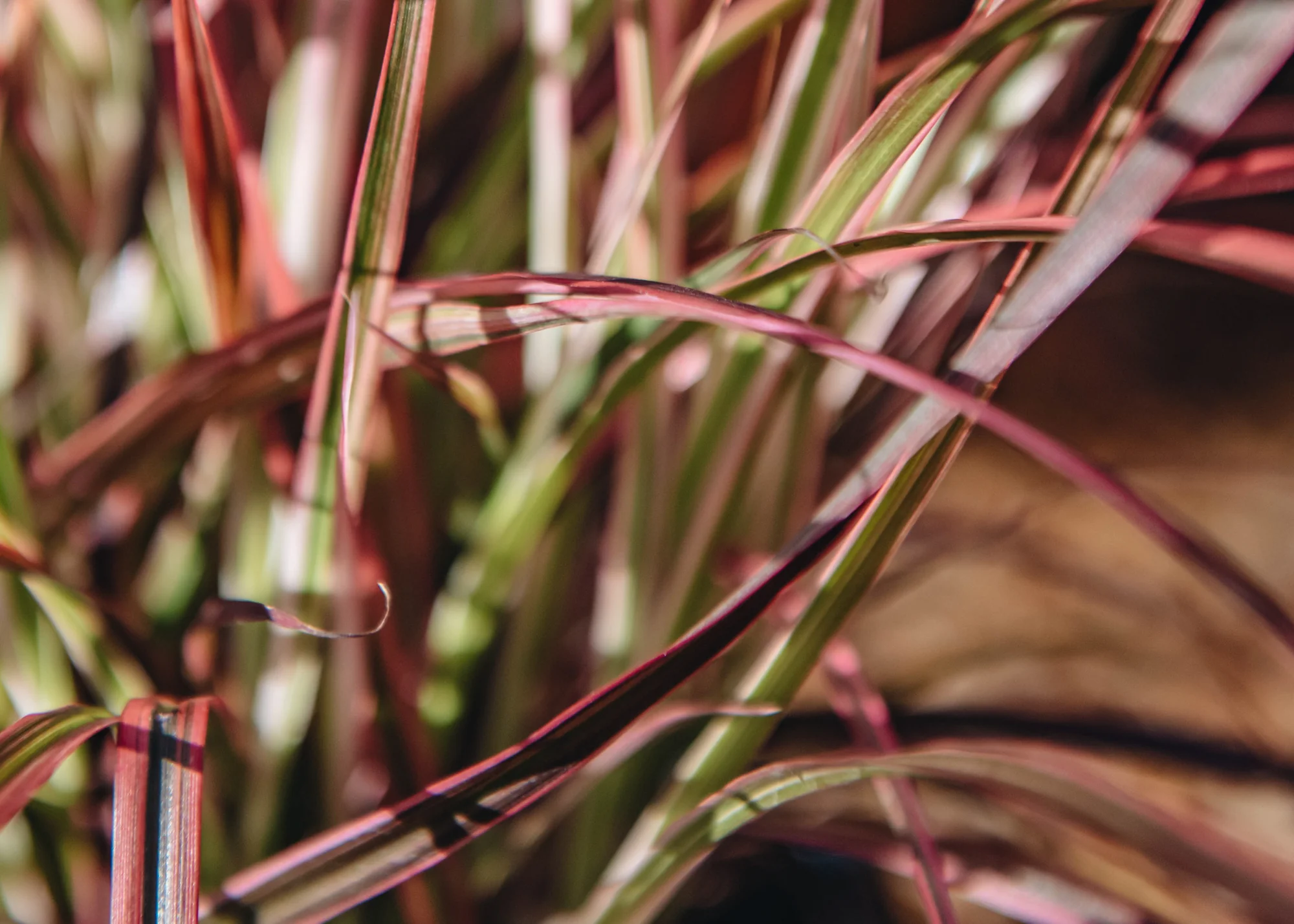 Pennisetum advena 'Fireworks', 3L - Image 2