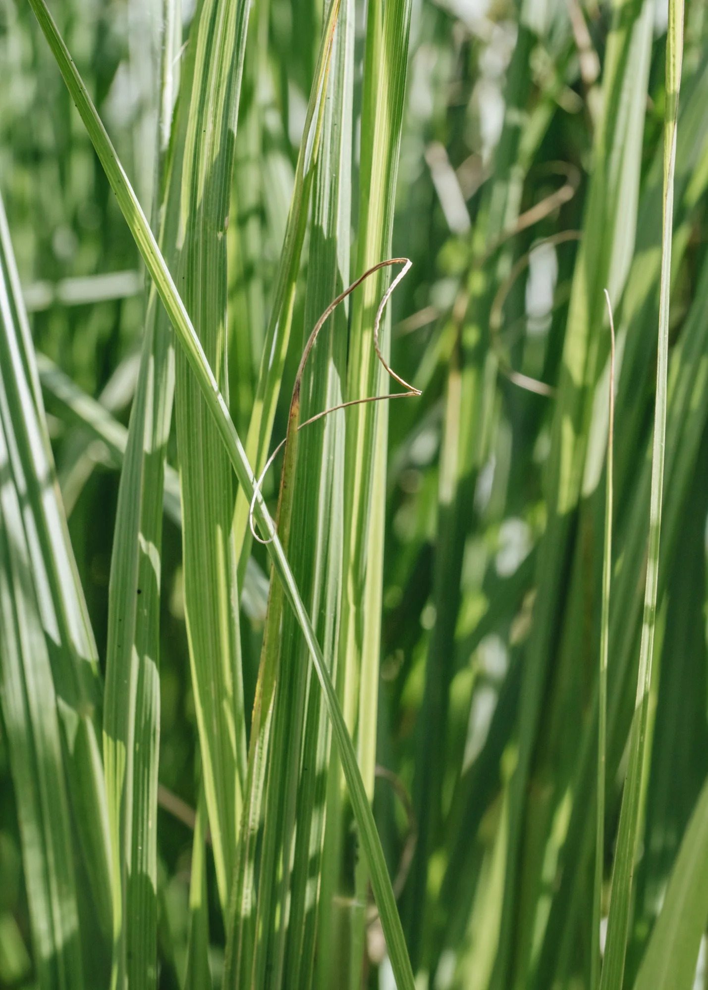 Pennisetum Black Arrow, 5L - Image 2