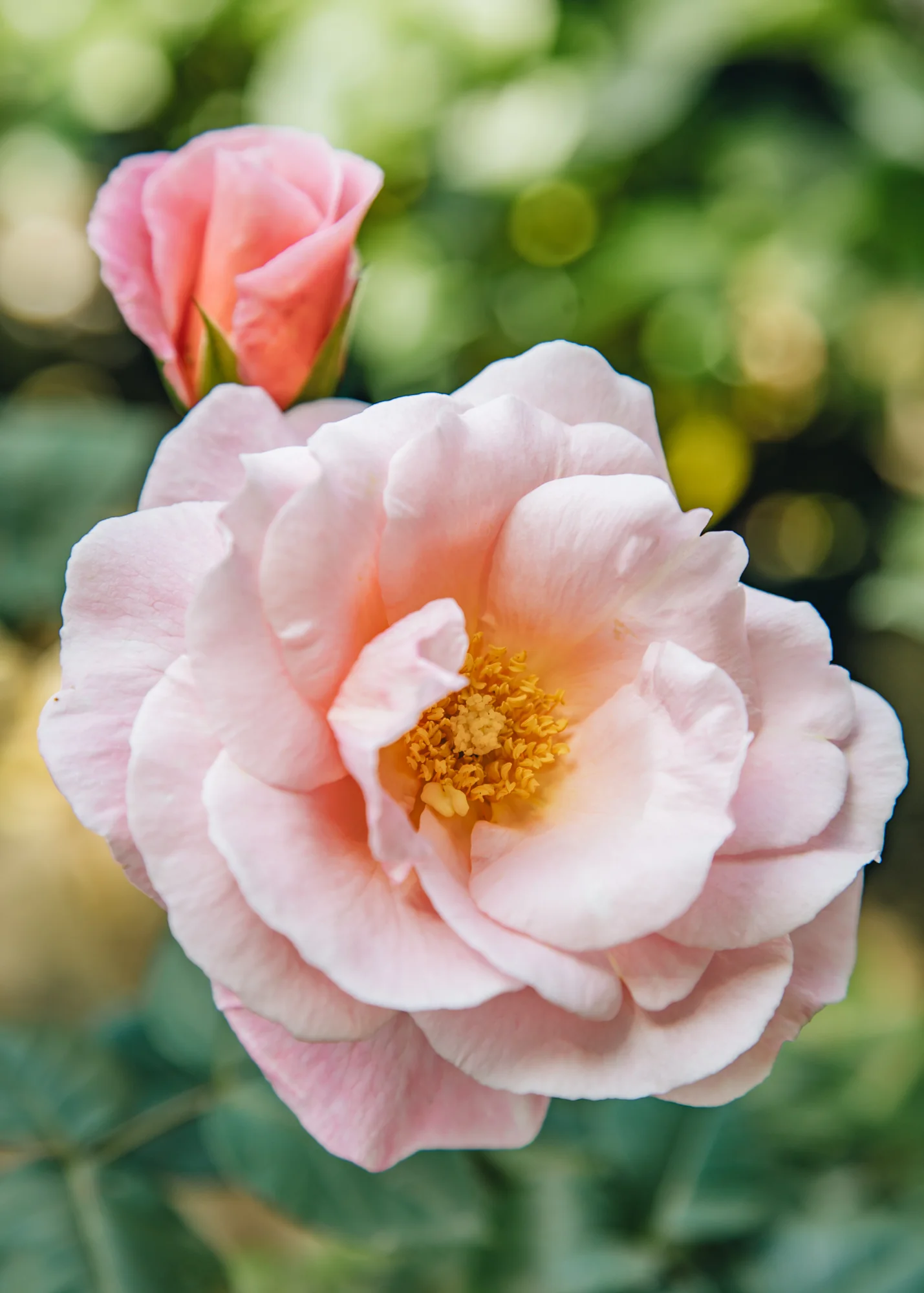 Rosa 'Oxford Physic', 4L