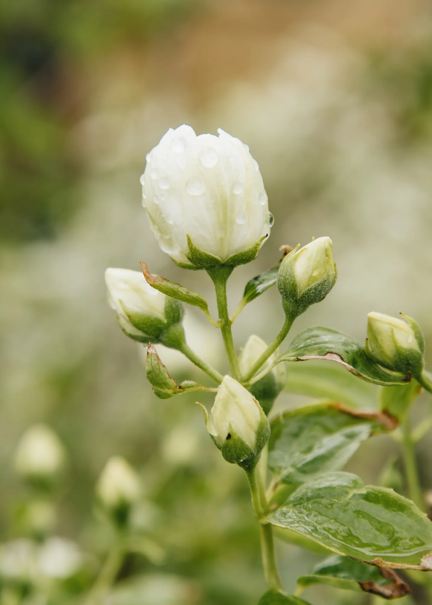 Philadelphus ‘Pearls of Perfume’, 10L - Image 2
