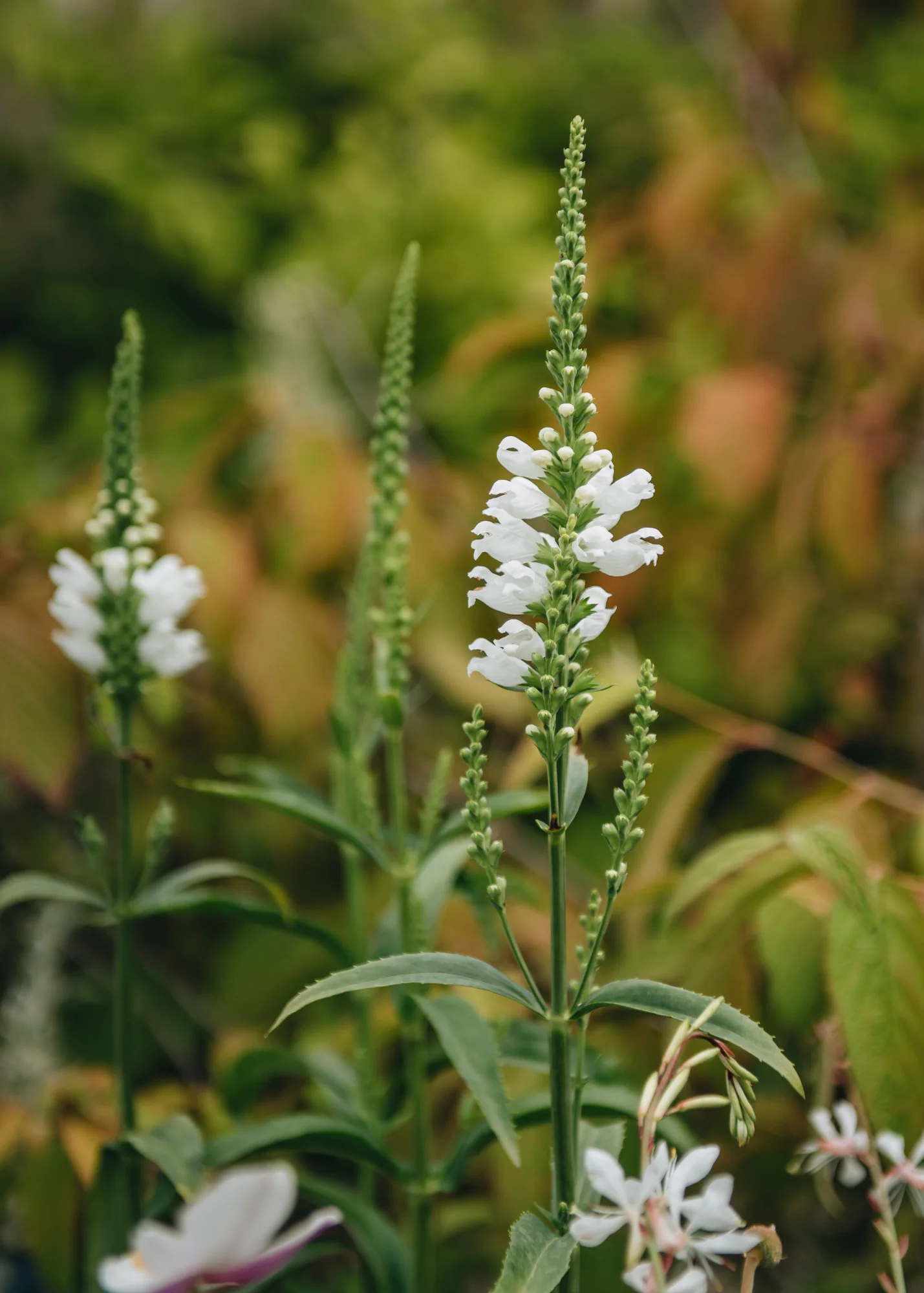 Physostegia virginiana 'Crystal Peak White', 2/3L