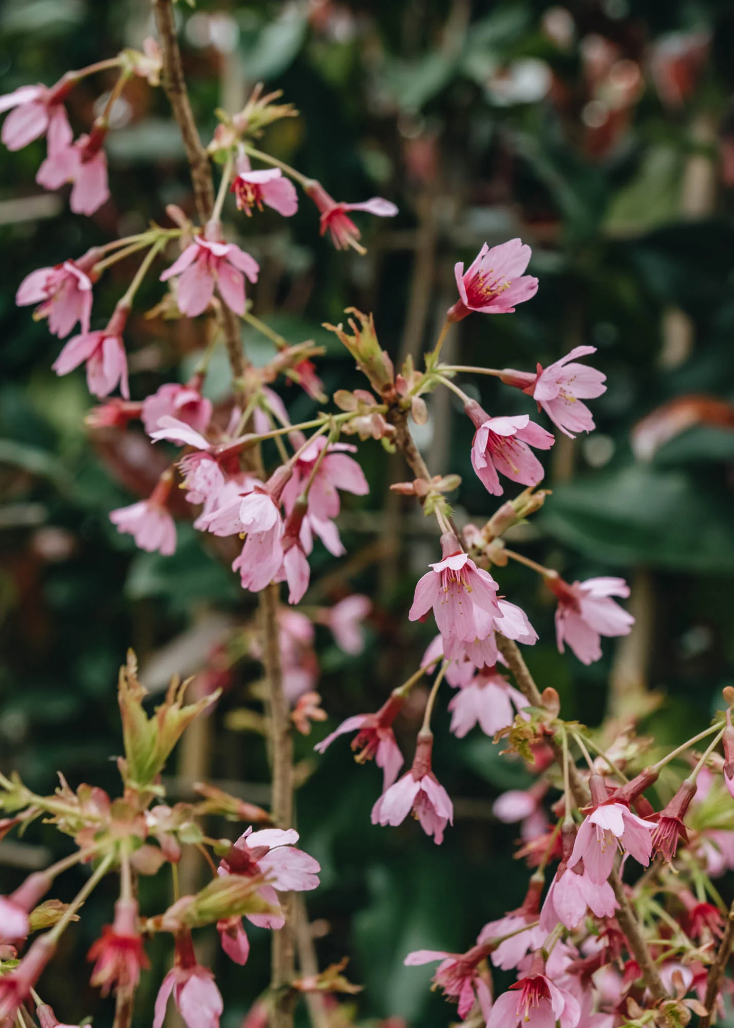 Prunus incisa Paean Pink, 10L - Image 2