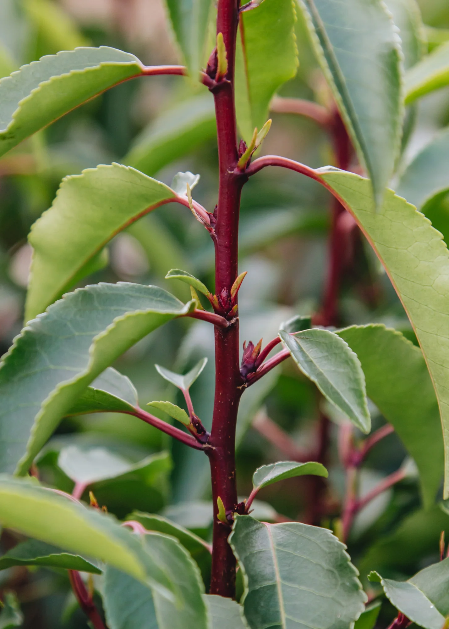 Prunus lusitanica Myrtifolia, 3L - Image 2