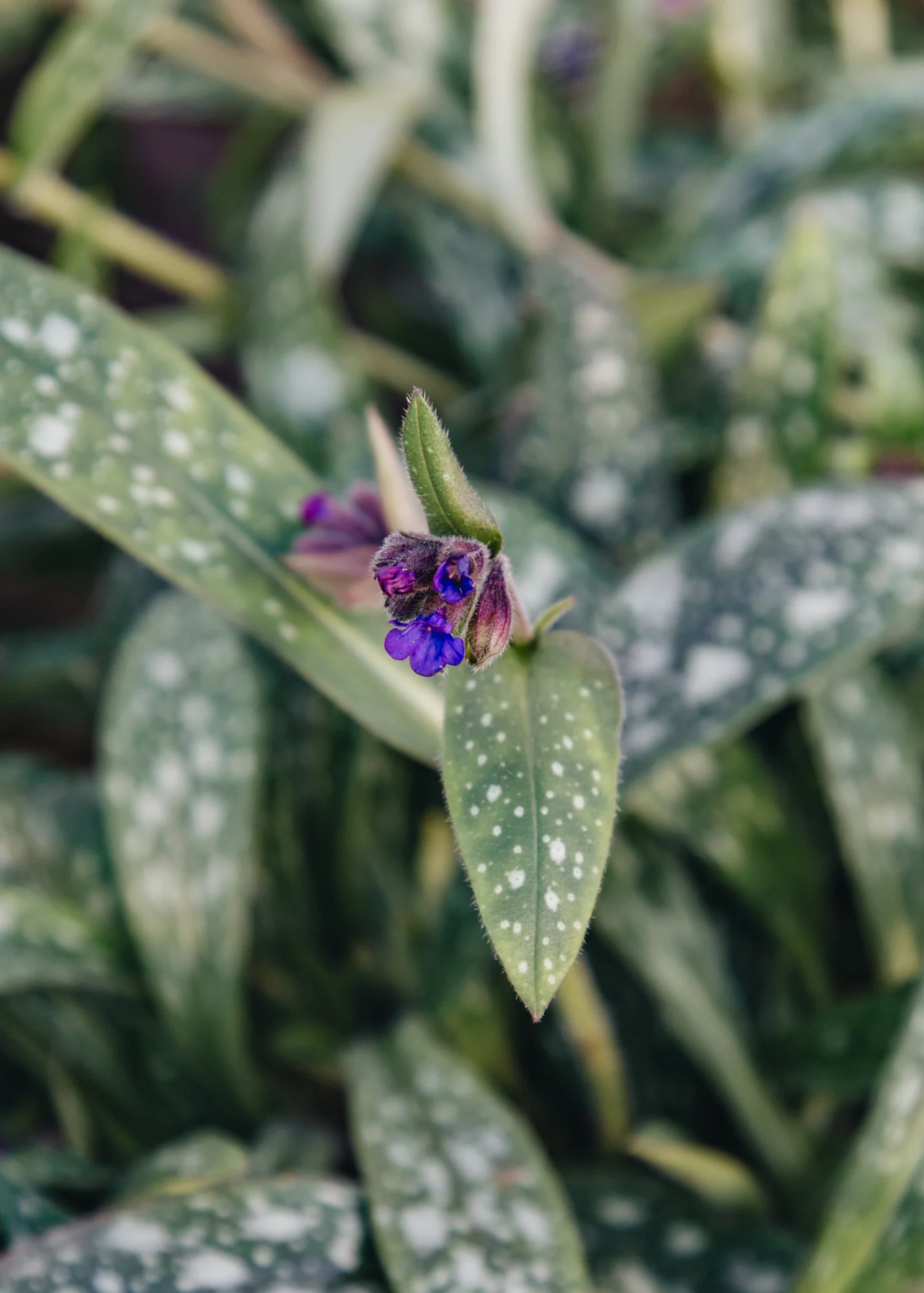 Pulmonaria 'Miss Elly', 2L