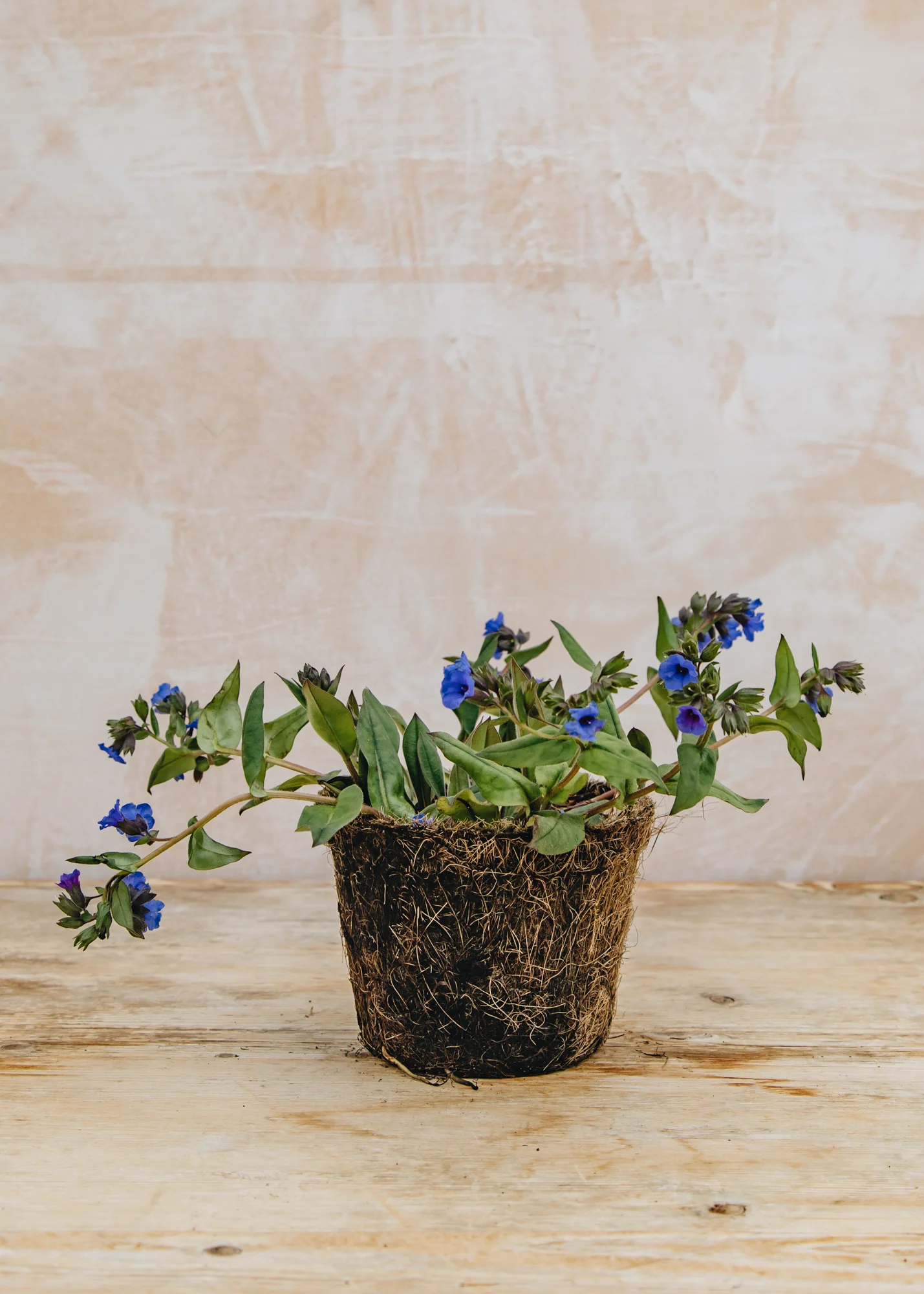 Pulmonaria 'Blue Ensign', 1L - Image 2